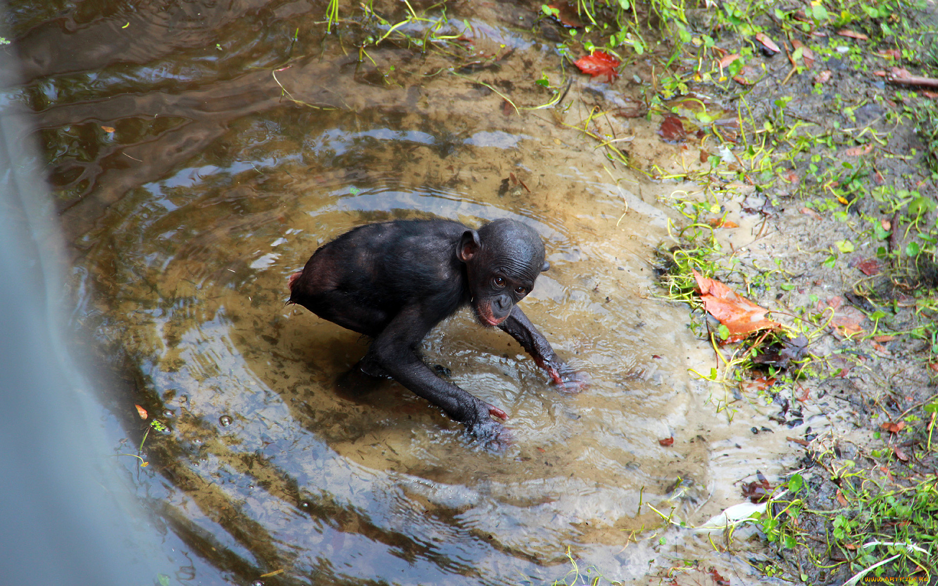 животные, обезьяны, вода