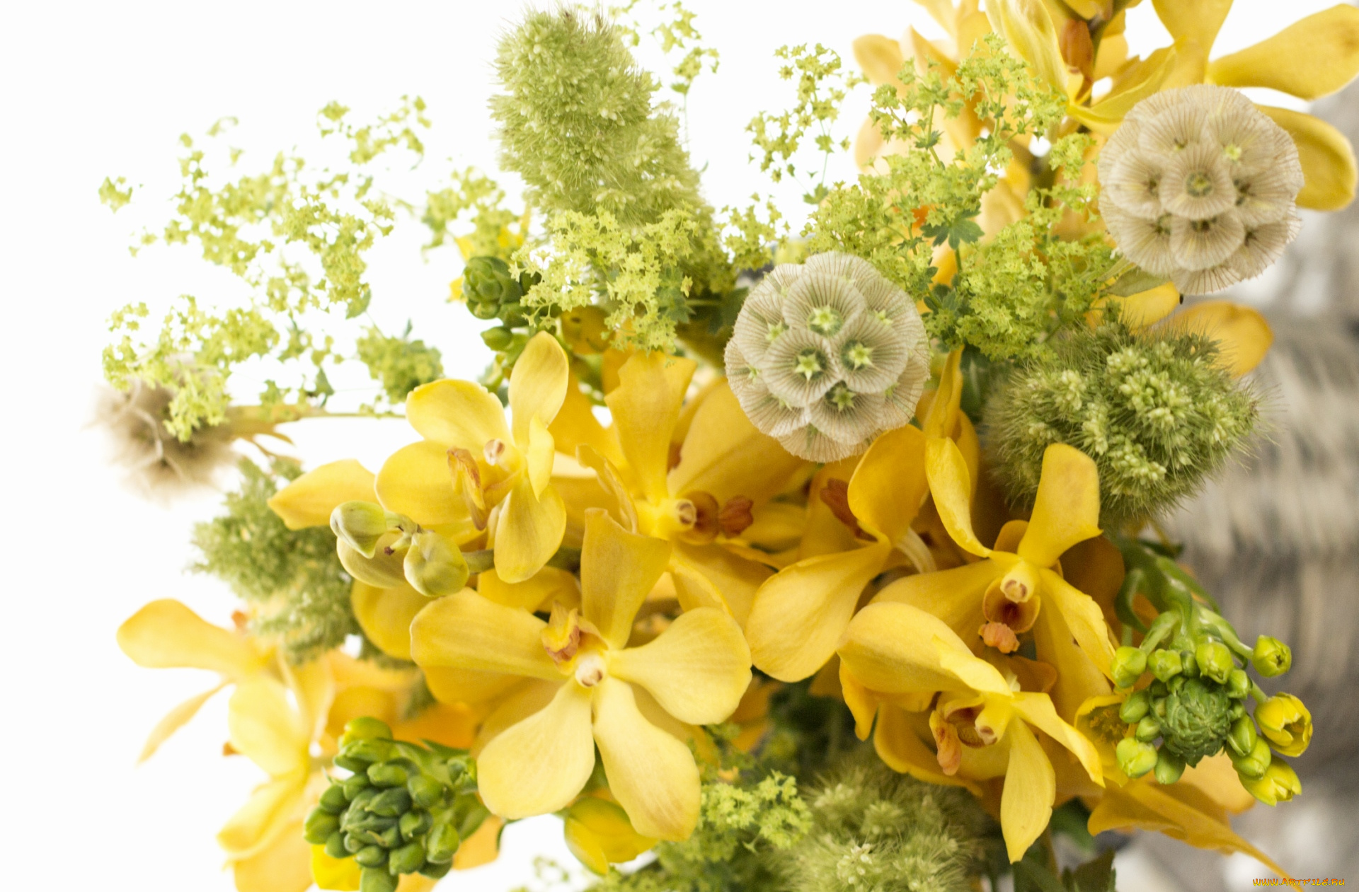 цветы, букеты, композиции, настроение, желтый, орхидеи