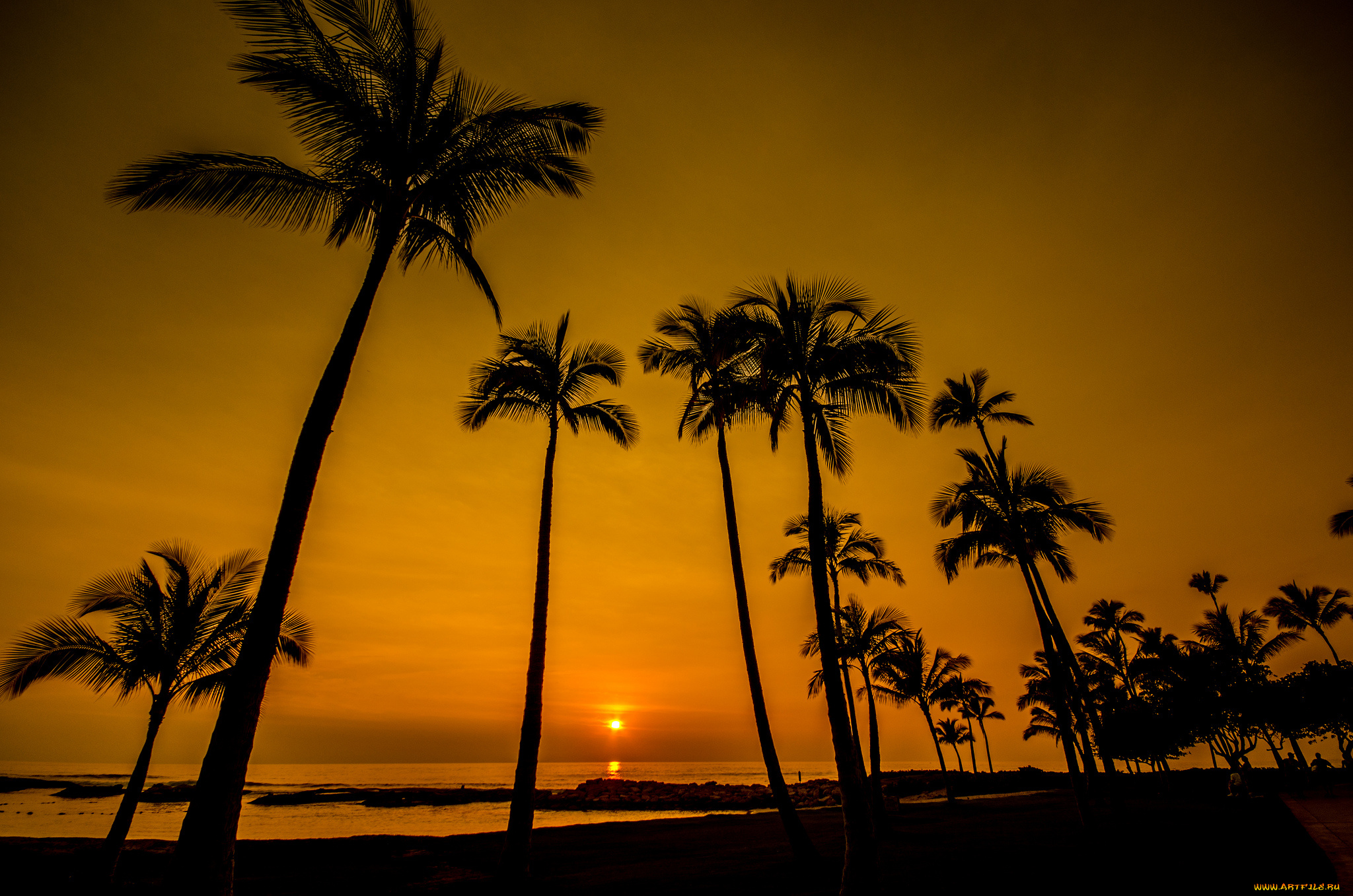 природа, восходы, закаты, пляж, пальмы, горизонт, солнце, вечер, океан