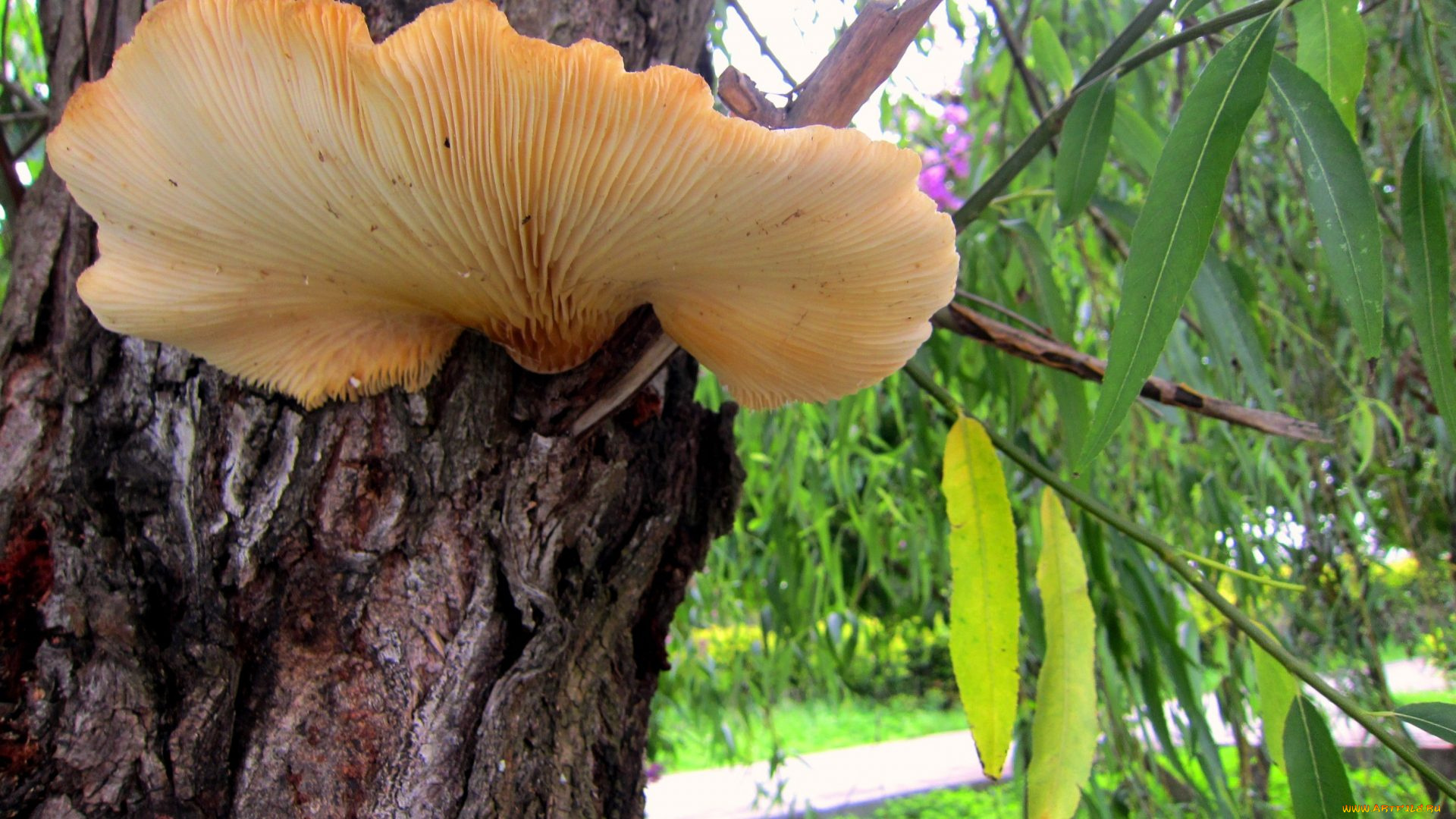 природа, грибы, дерево, шляпка, гриб