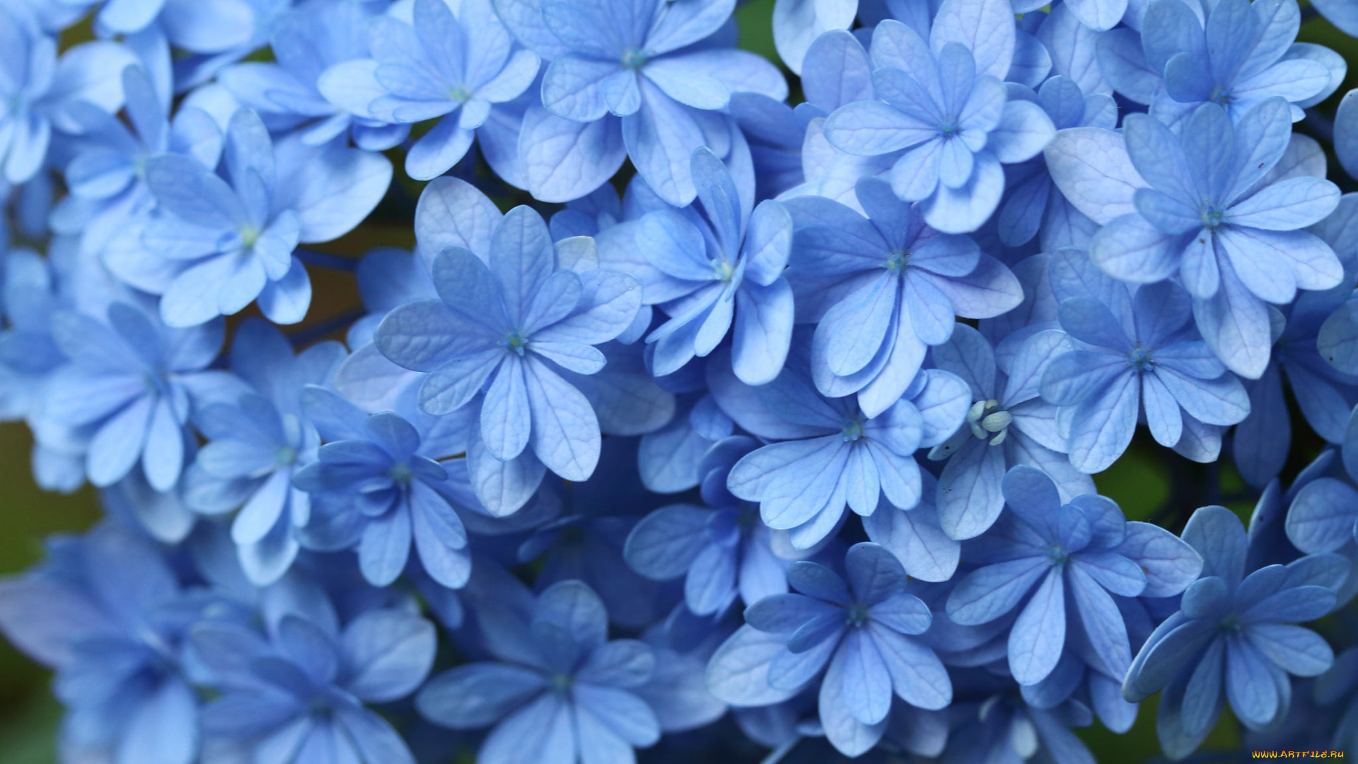 цветы, гортензия, макро, голубой