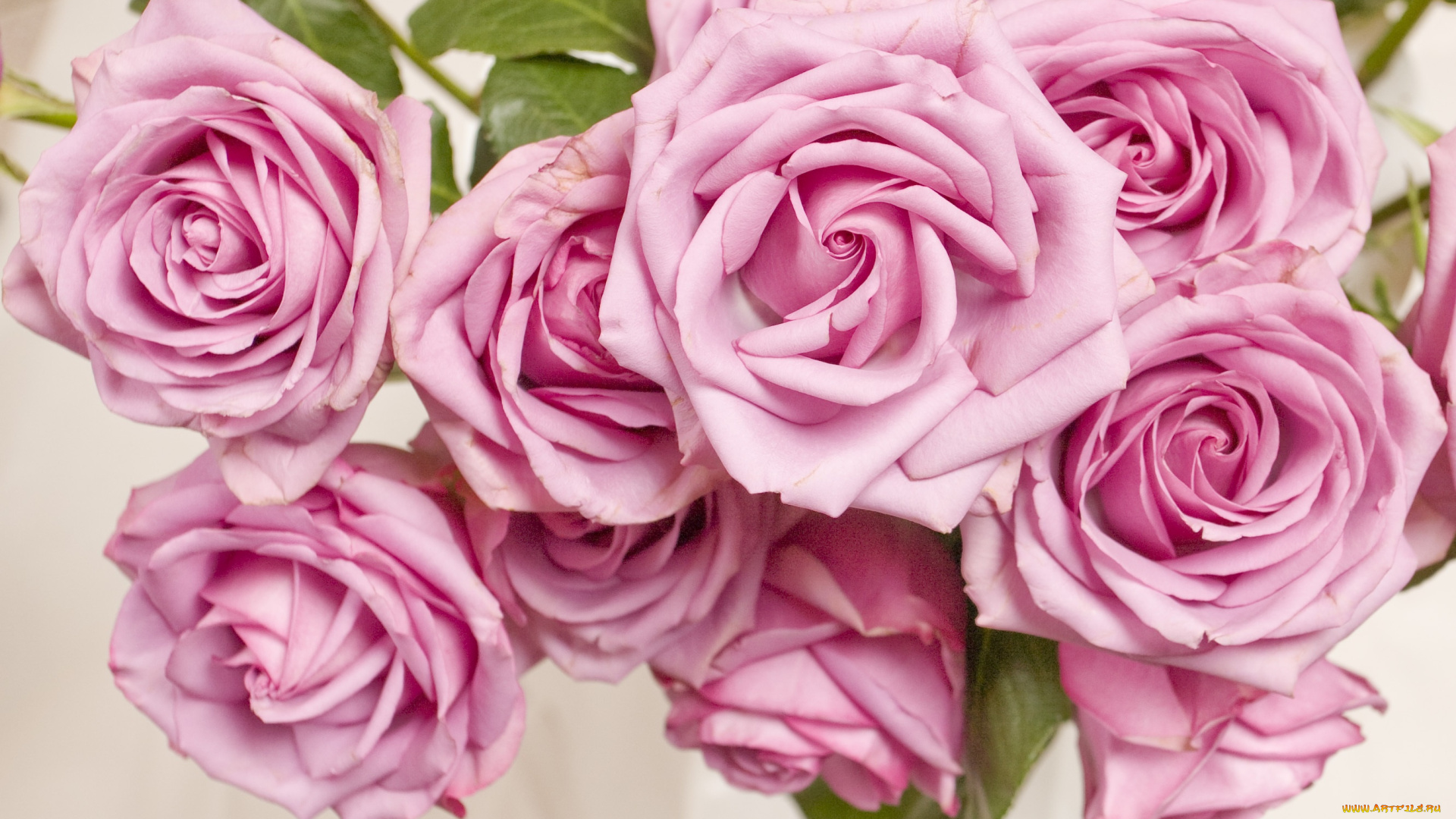 цветы, розы, flowers, pink, розовая, roses, куст, бутоны