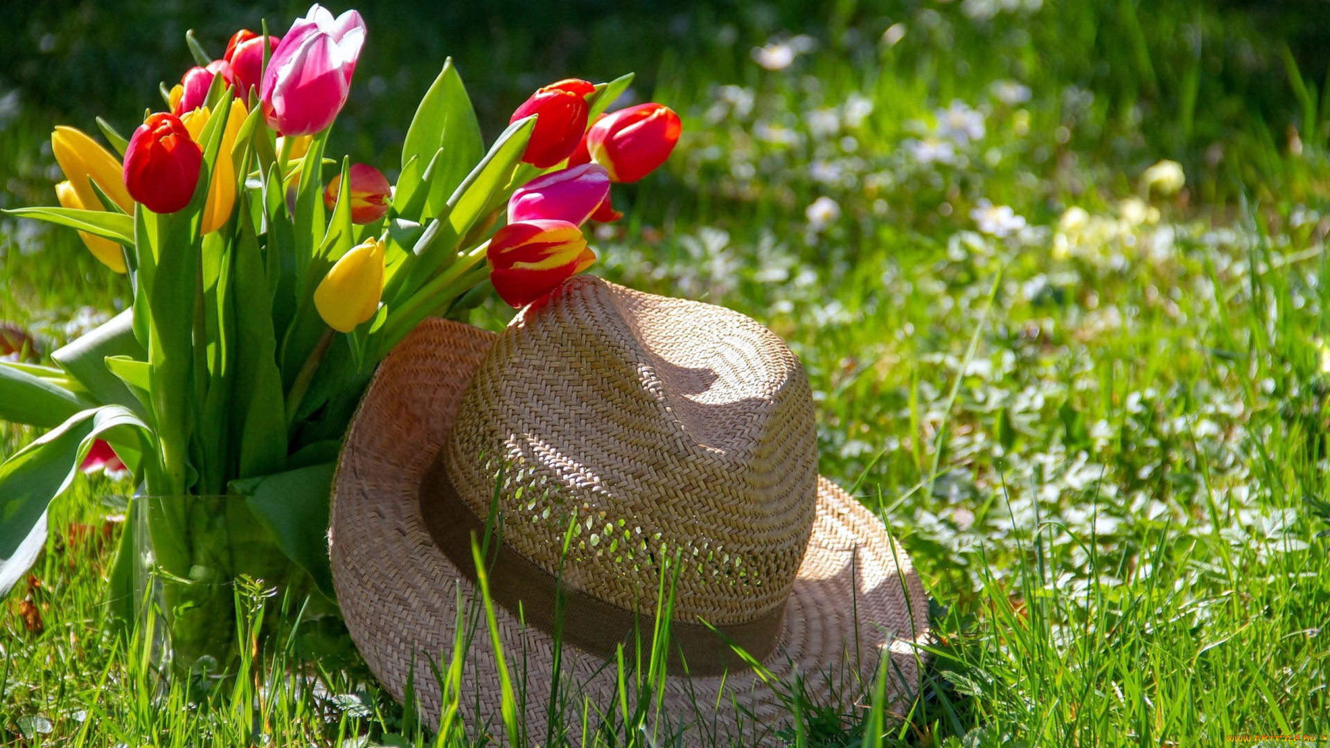 цветы, тюльпаны, шляпа, трава