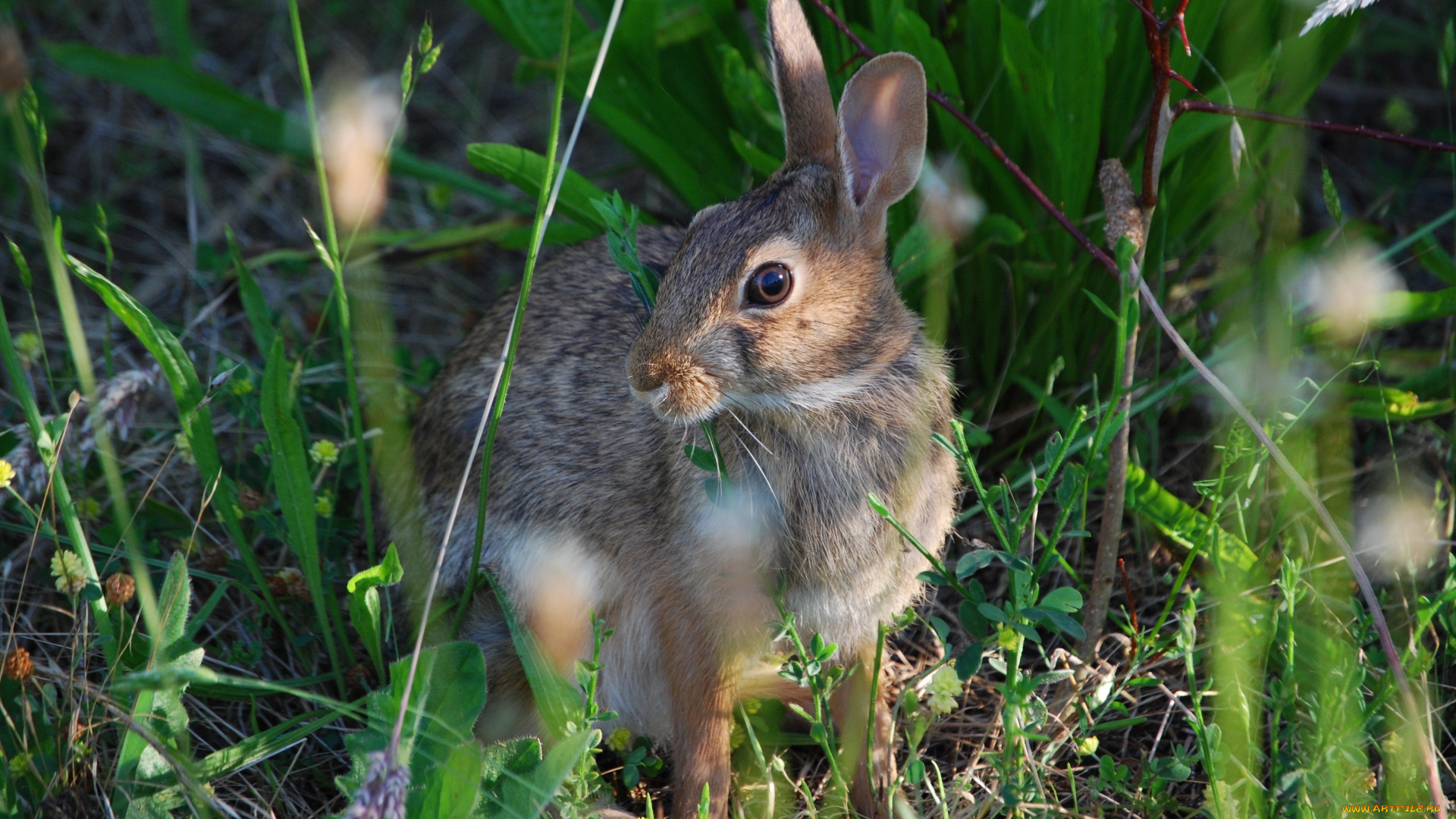 животные, кролики, , зайцы, серый, заяц, трава