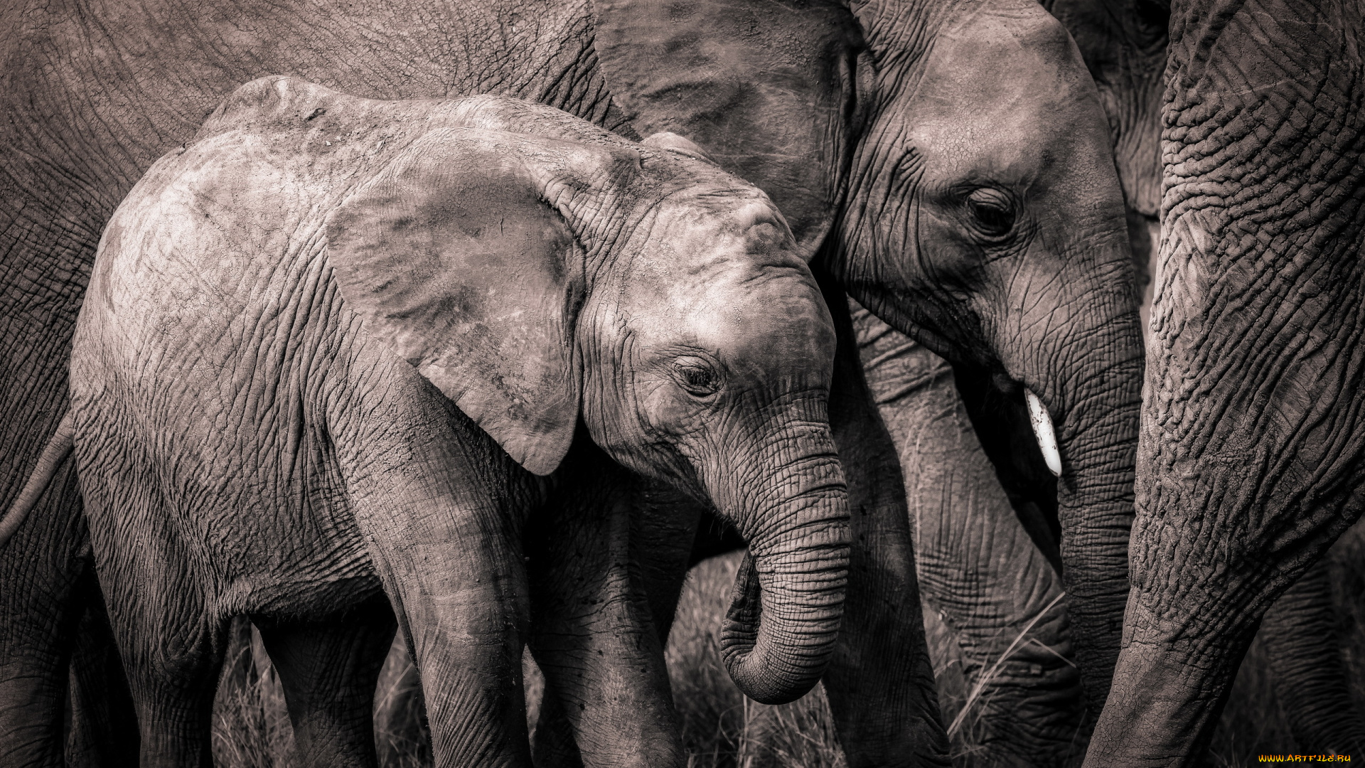 животные, слоны, африка, природа