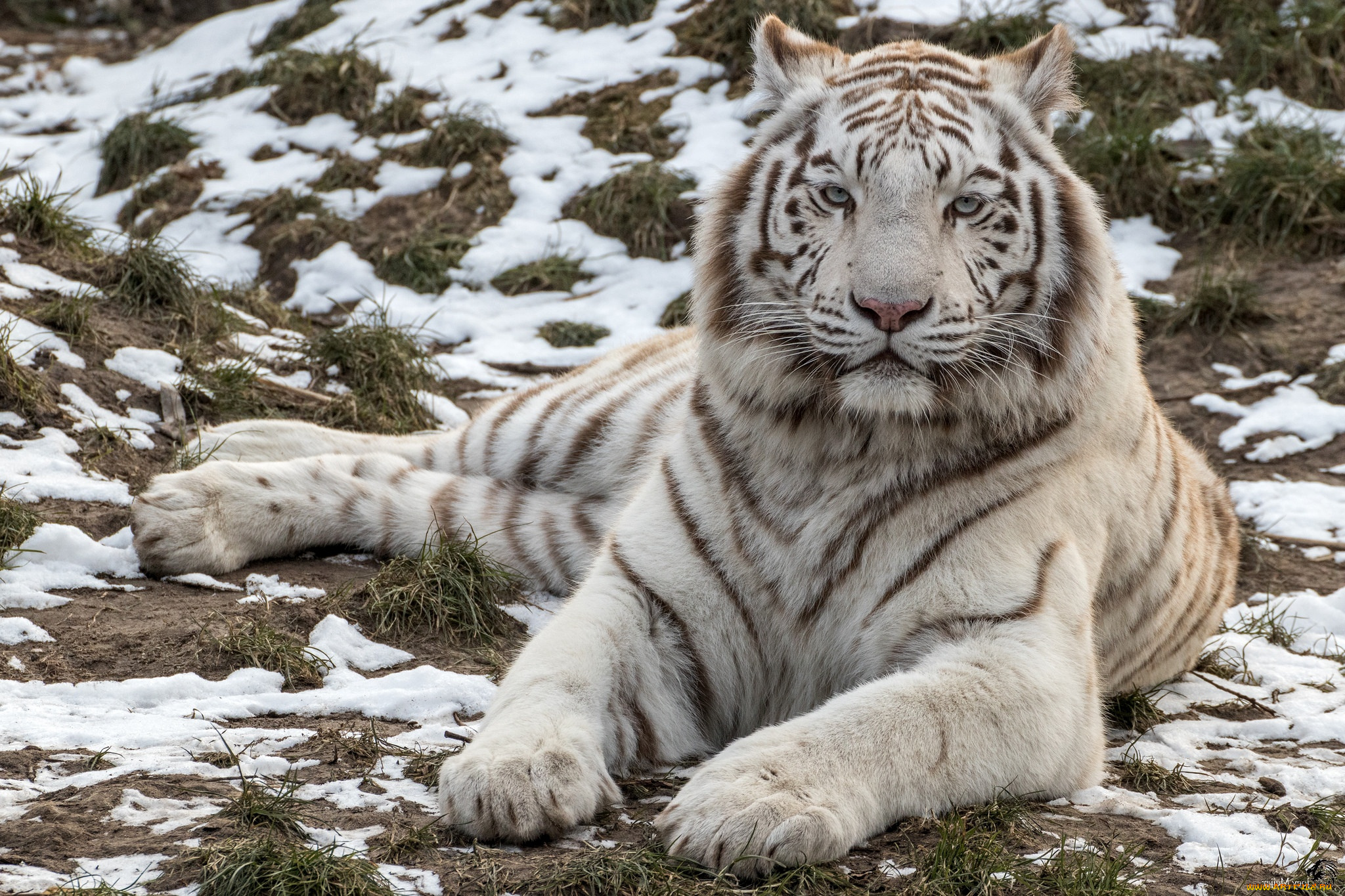 животные, тигры, хищник, белый, красавец, тигр