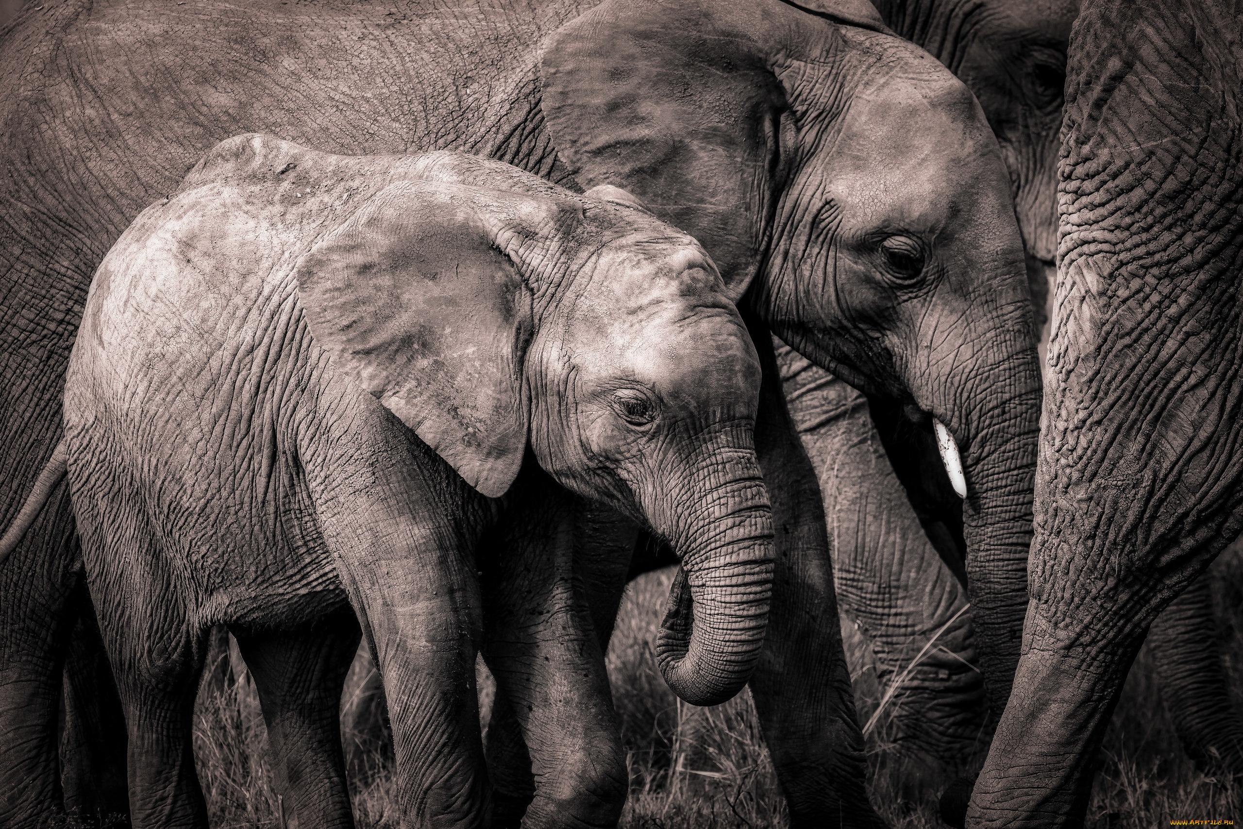 животные, слоны, африка, природа