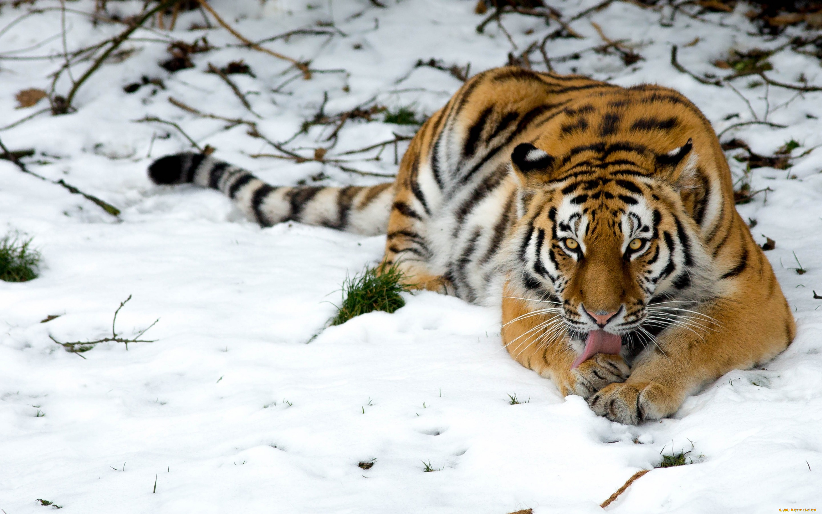 животные, тигры, тигр, снег, дикая, кошка