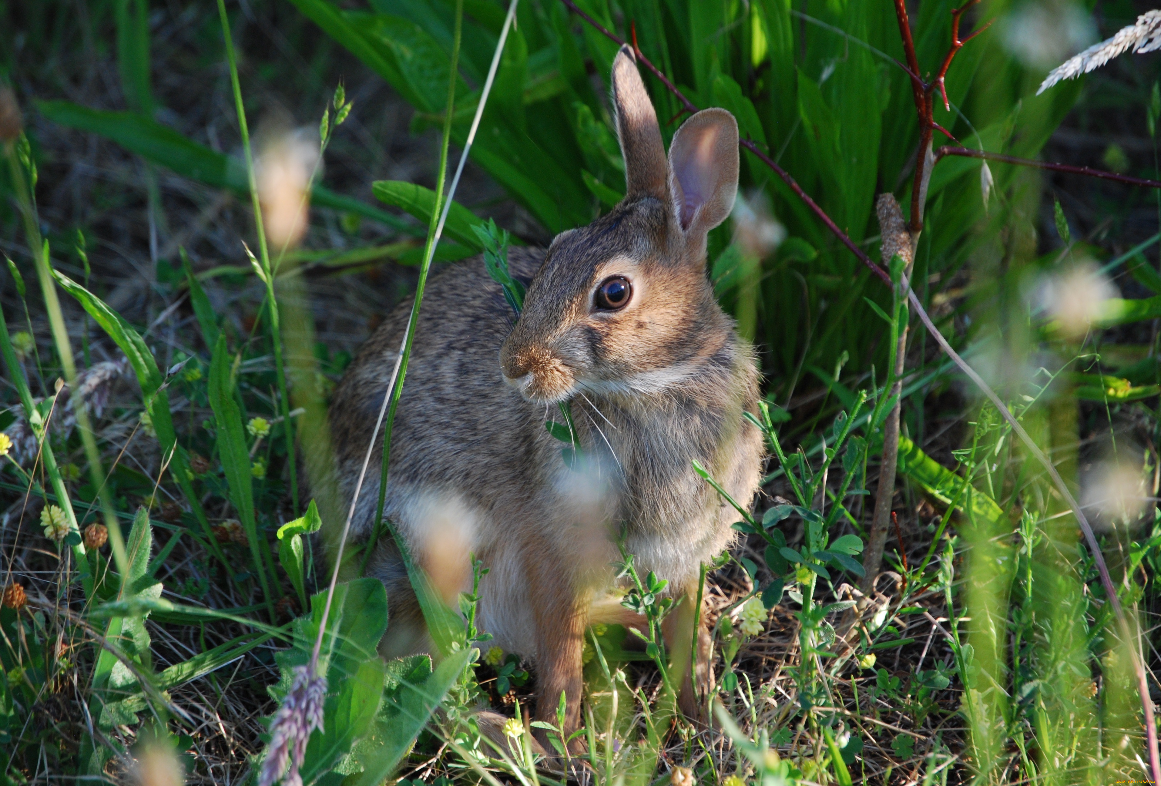 животные, кролики, , зайцы, серый, заяц, трава