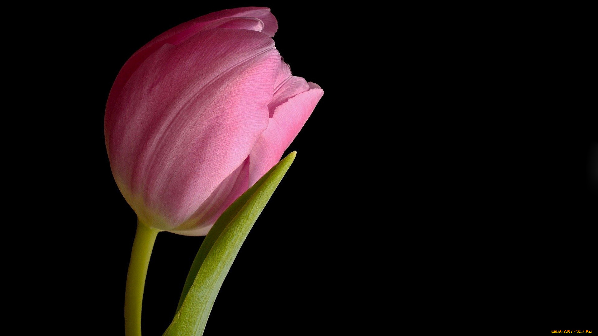 цветы, тюльпаны, розовый, тюльпан, одиночка
