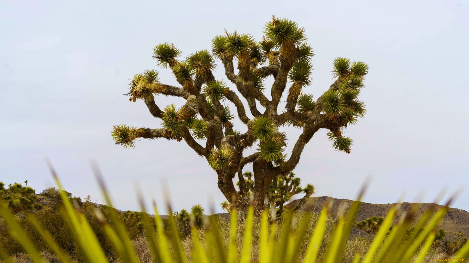 joshua, tree, national, park, california, природа, деревья, joshua, tree, national, park