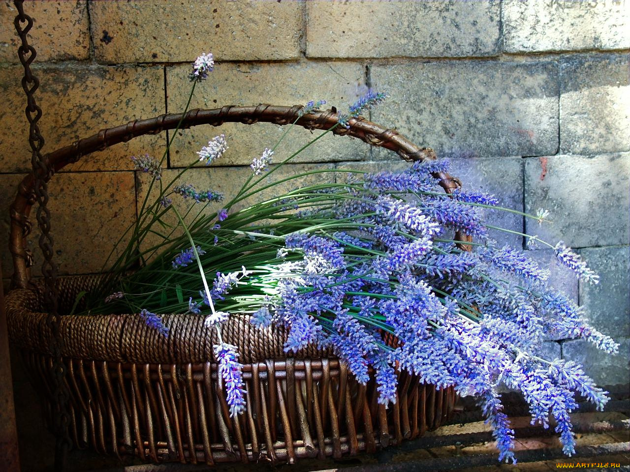 lavender, basket, цветы, лаванда