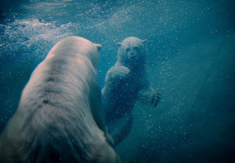 Картинка животные медведи плавание