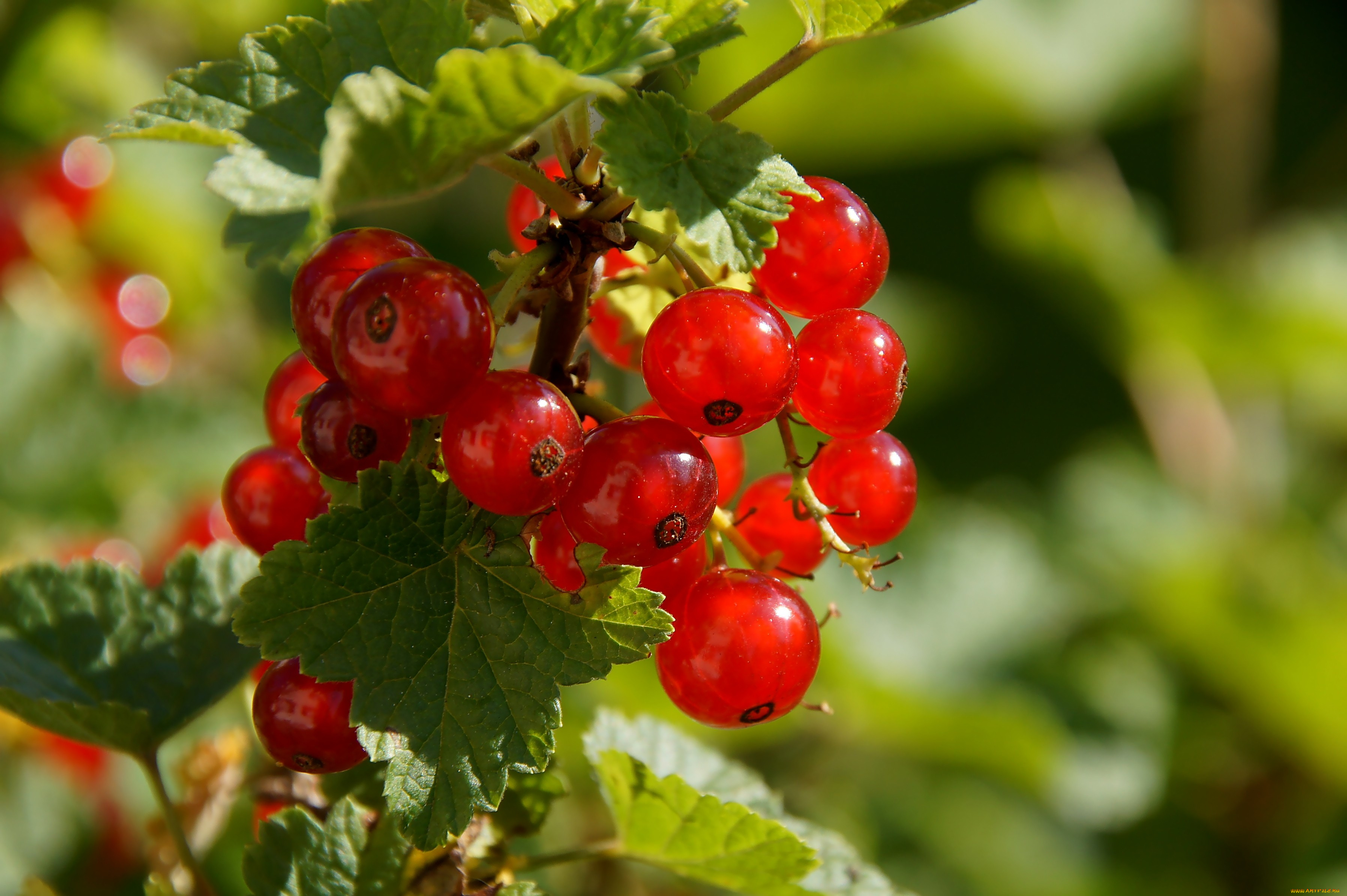 природа ягоды смородина nature berries currant бесплатно