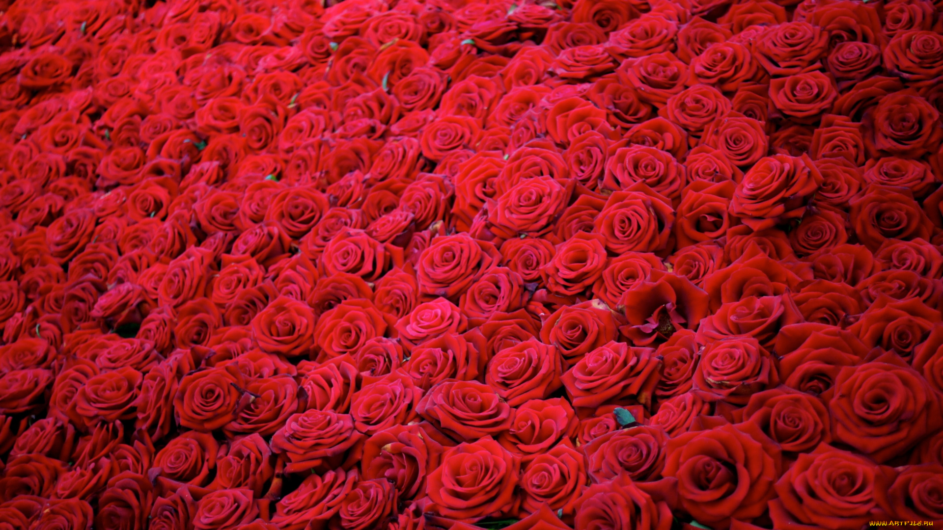 цветы, розы, красный, много