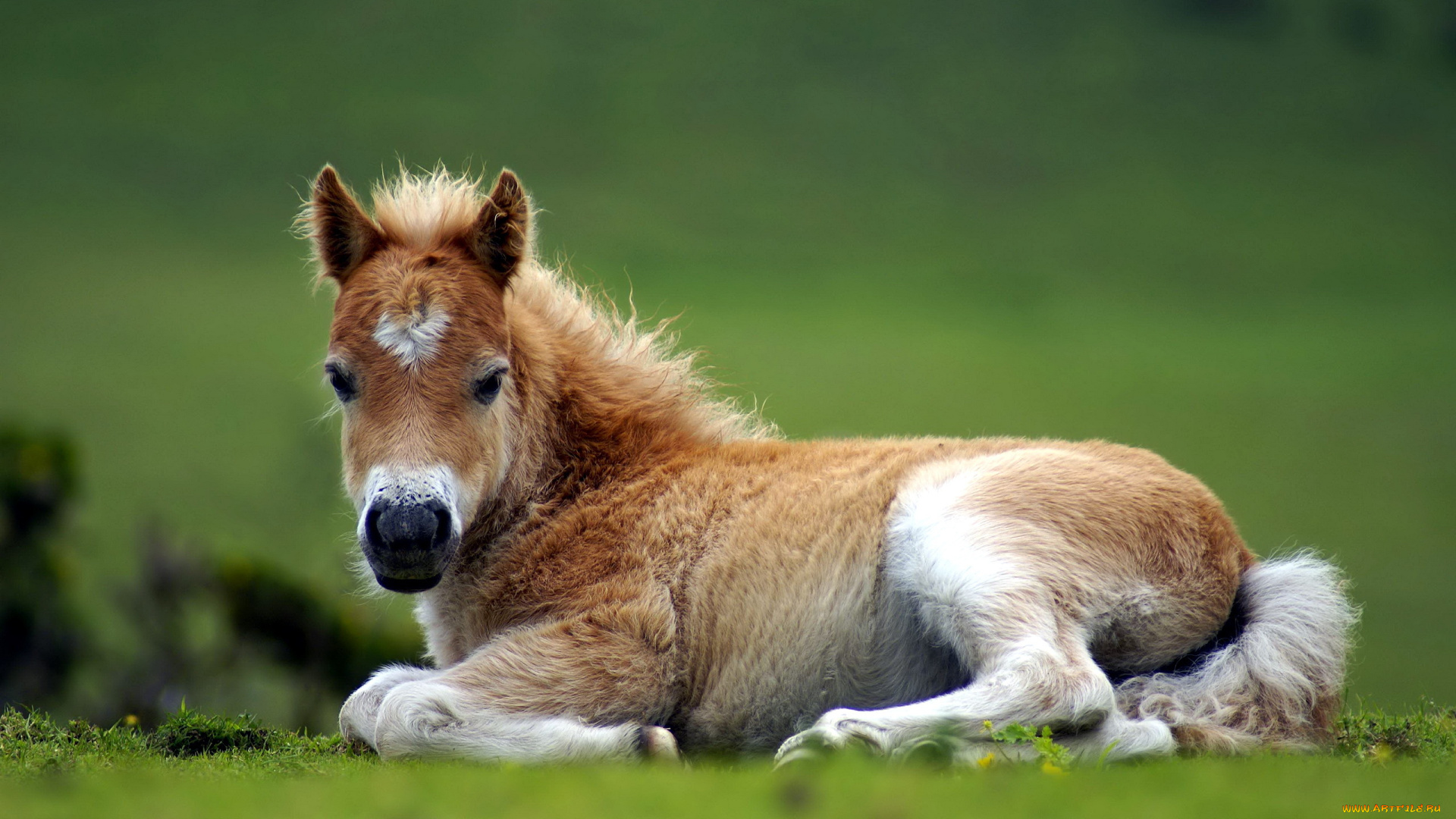 животные, лошади, жеребенок, трава, отдых