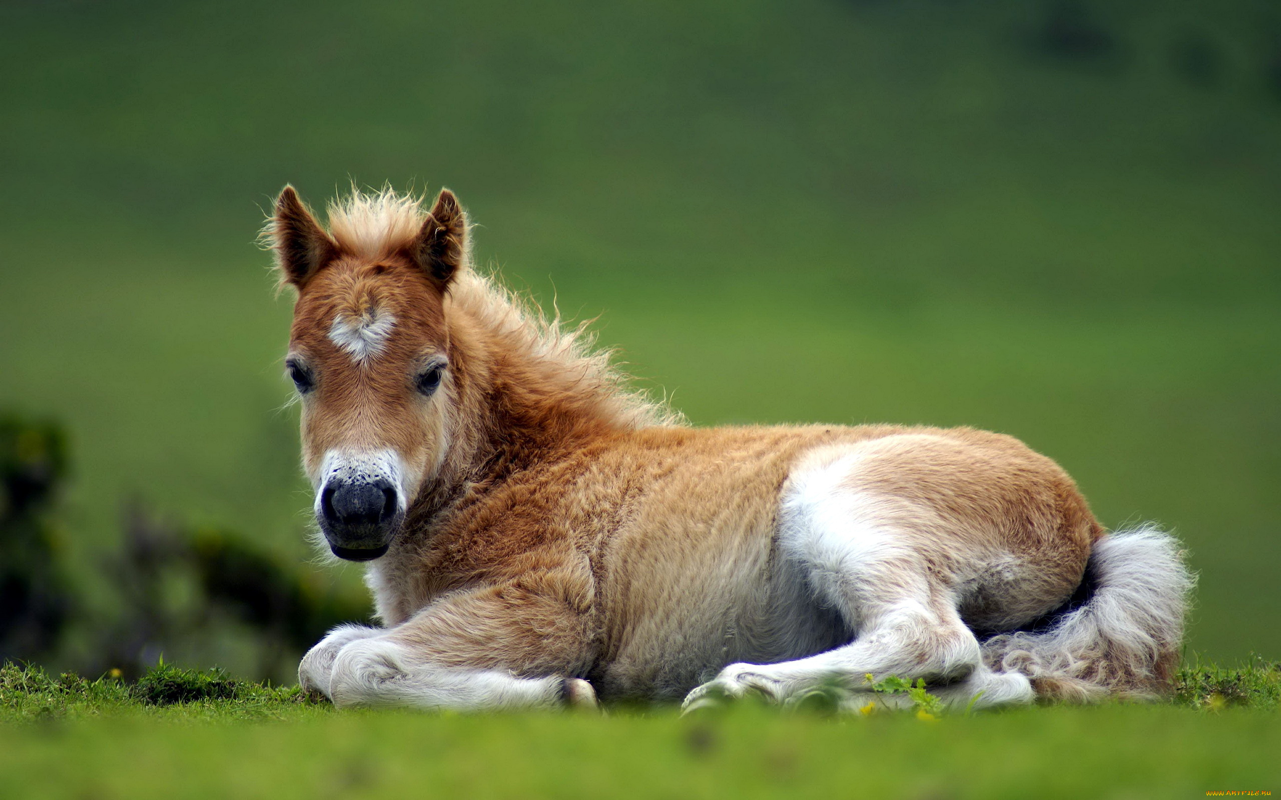 животные, лошади, жеребенок, трава, отдых