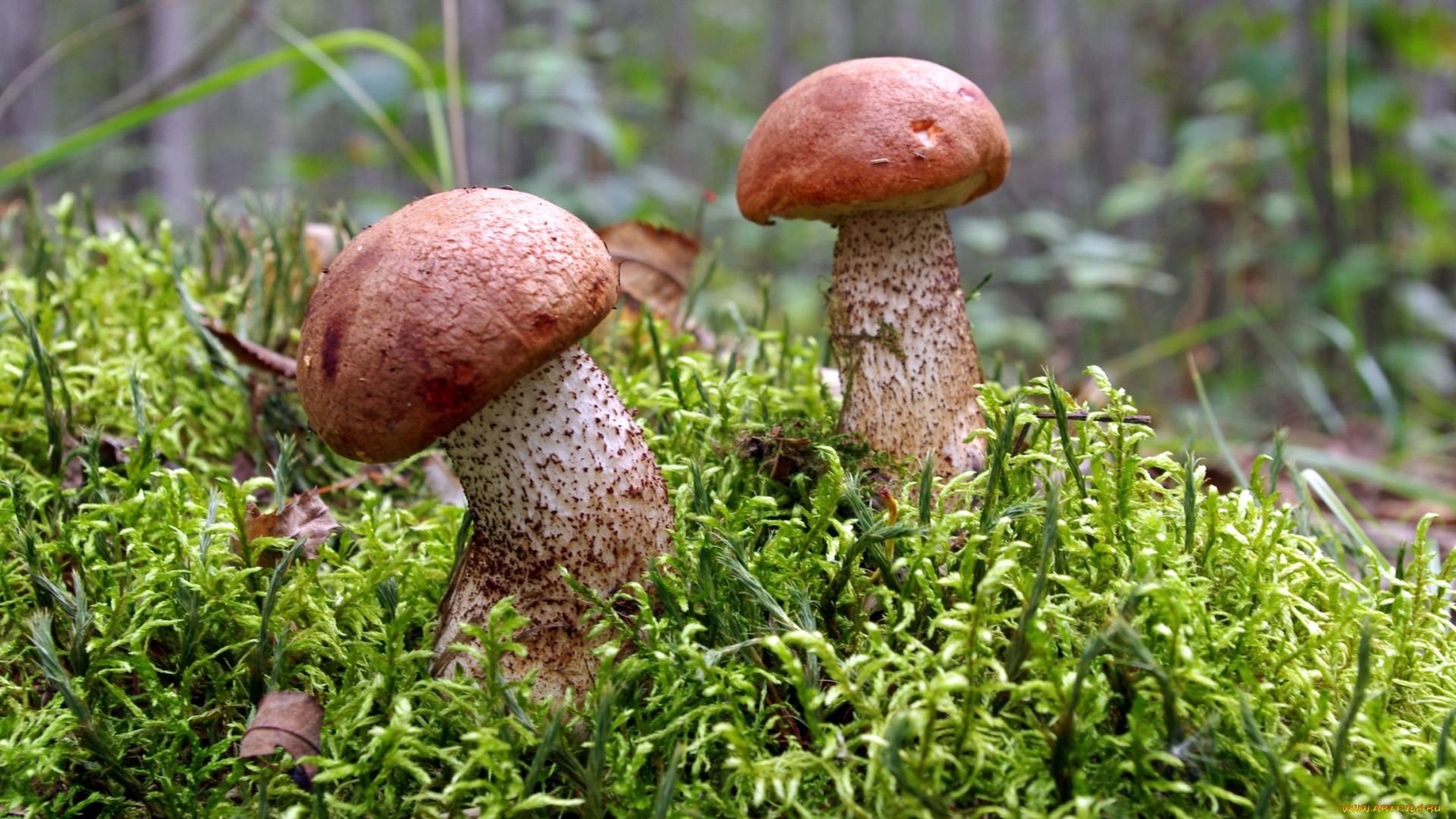 природа, грибы, пара