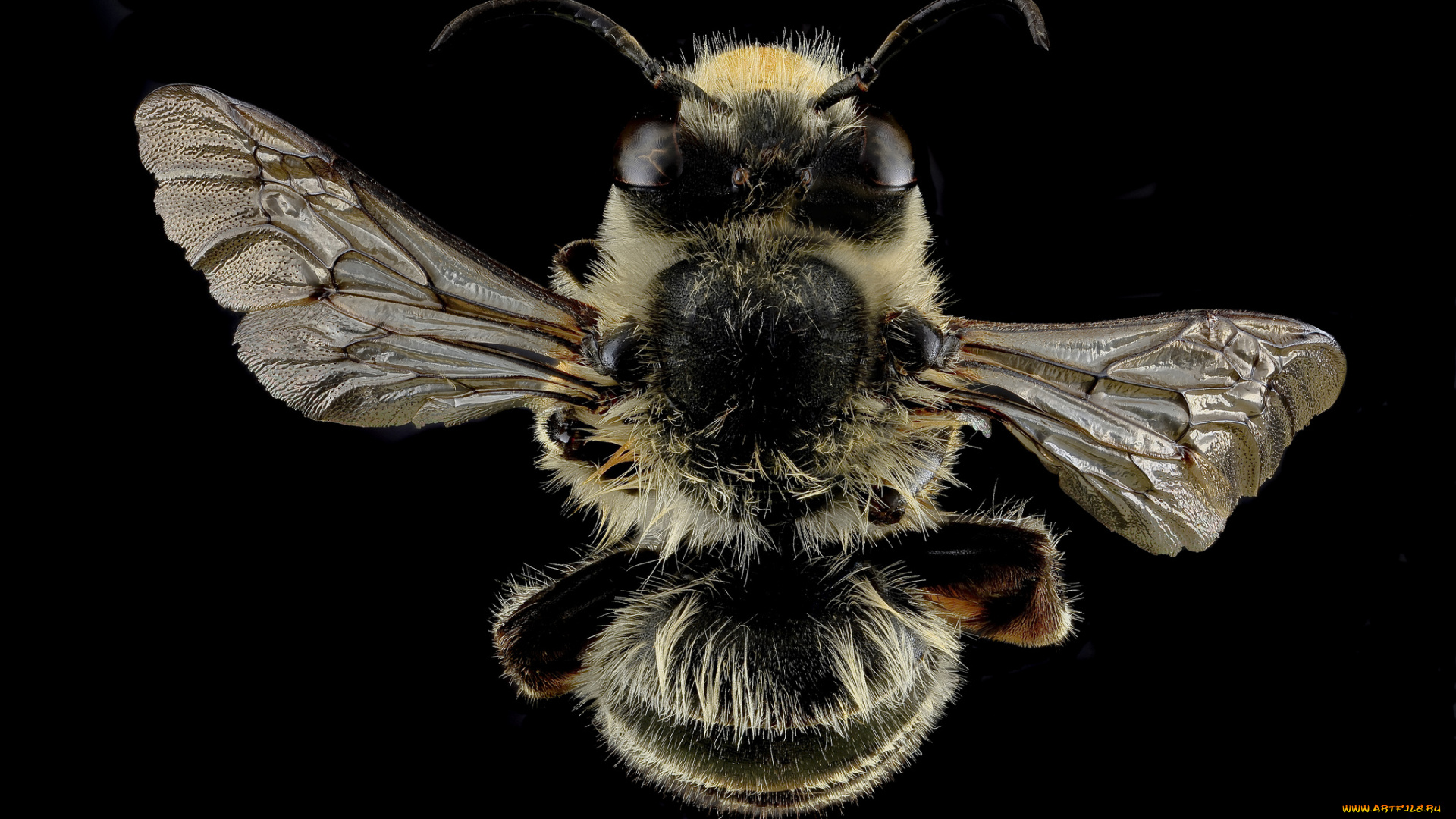 животные, пчелы, , осы, , шмели, насекомое, макросъемка