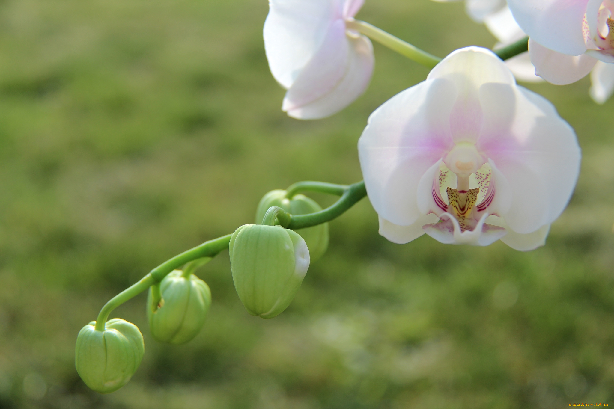 цветы, орхидеи, нежность