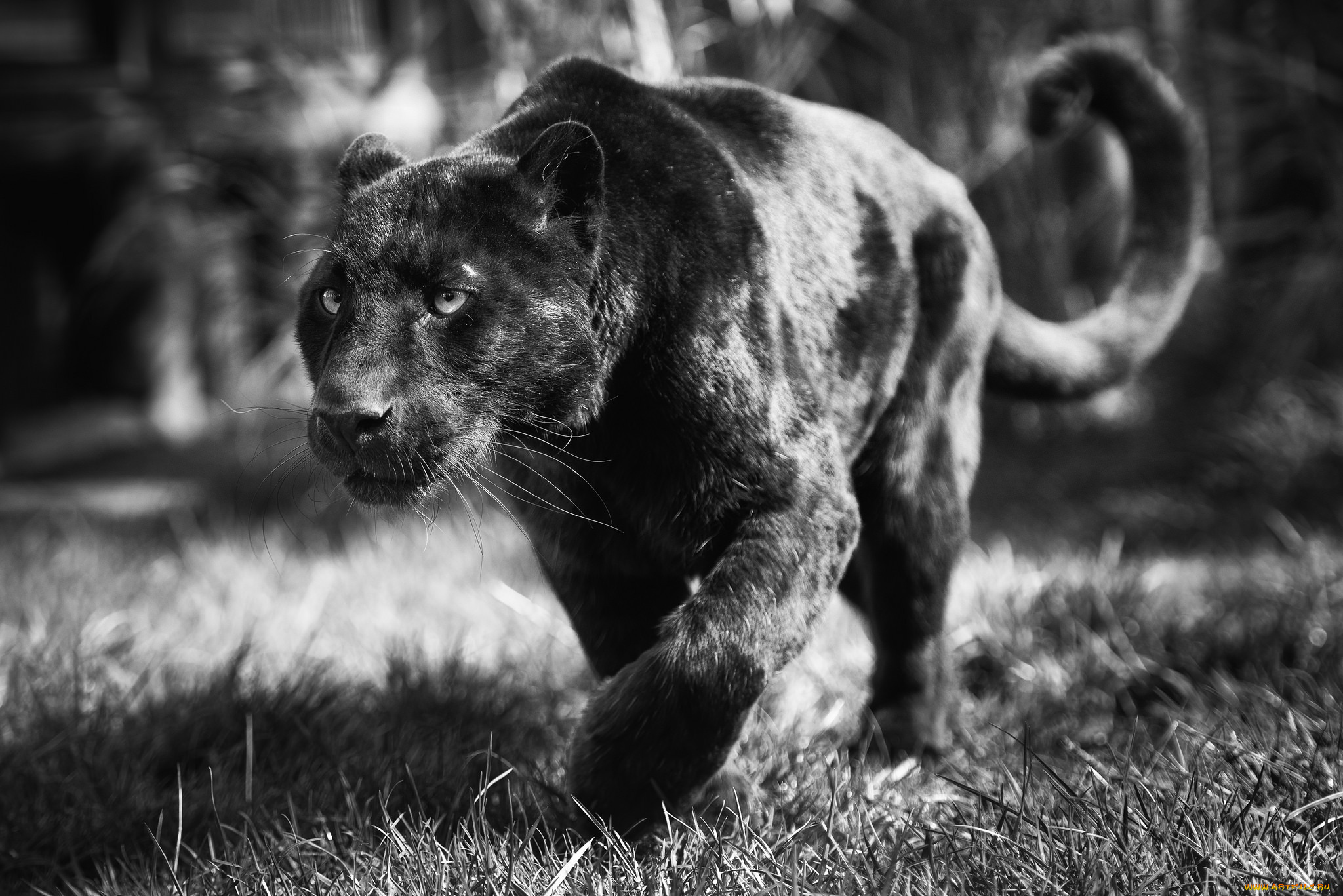 животные, пантеры, хищник, леопард, морда, черно-белое