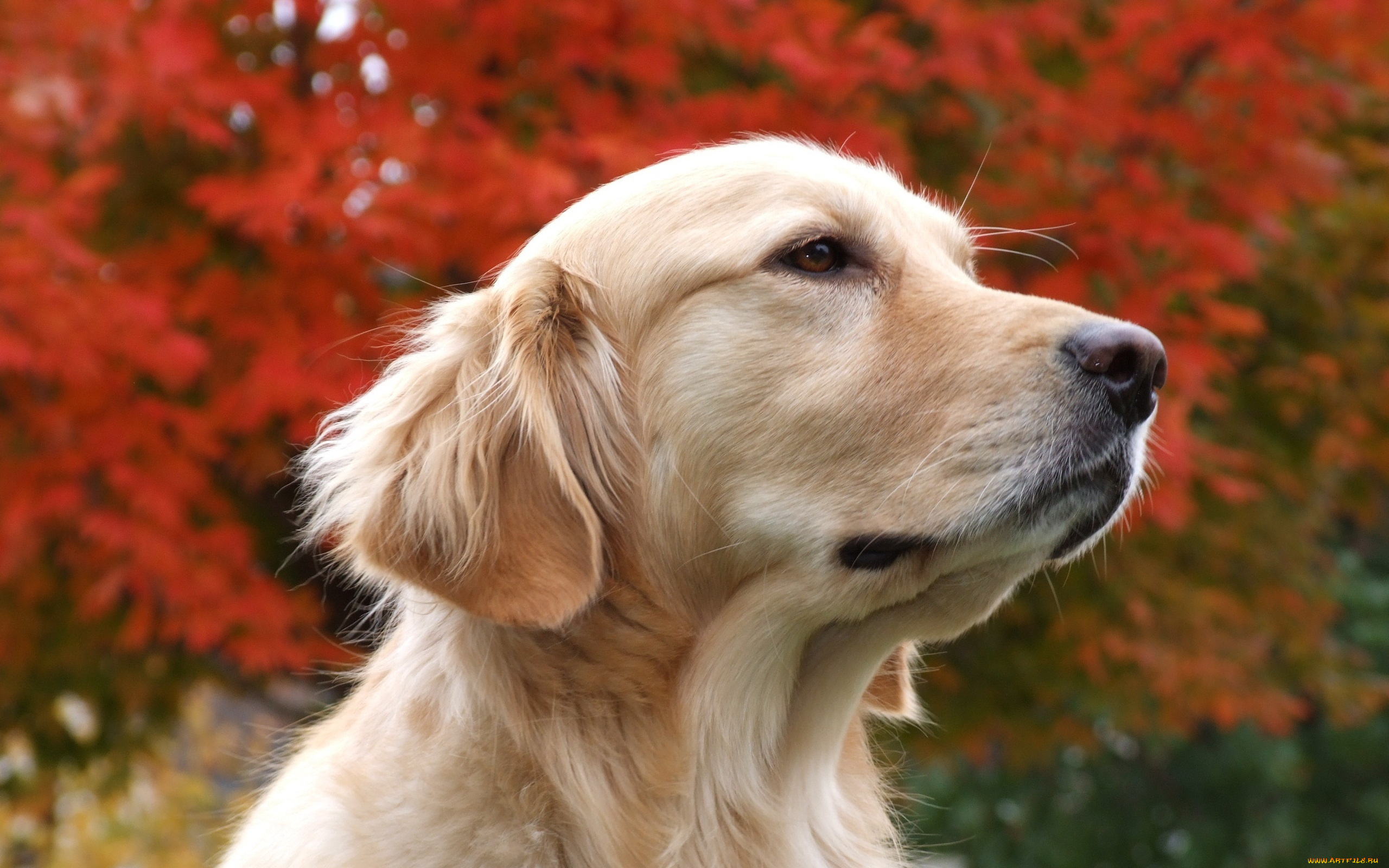 животные, собаки, голова, деревья, листья, лабрадор, собака, осень