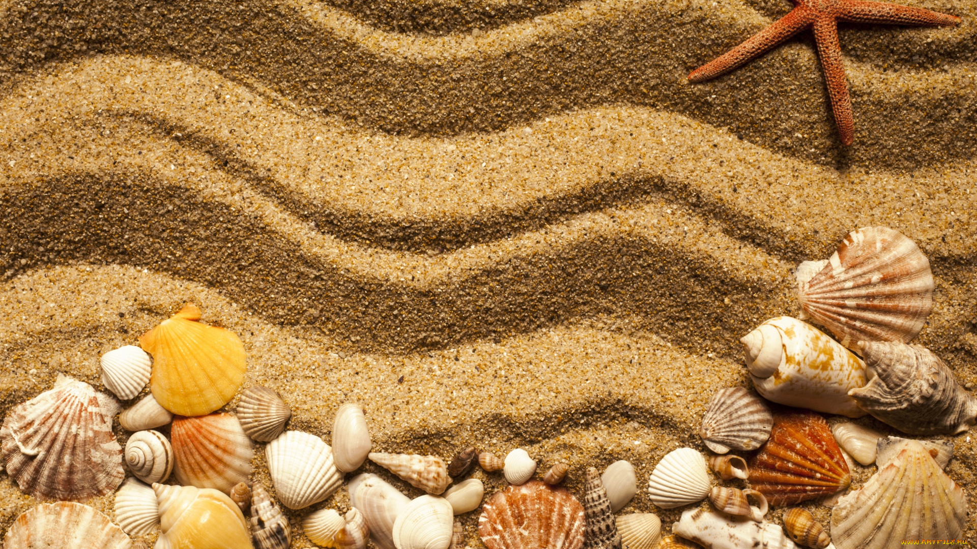 разное, ракушки, , кораллы, , декоративные, и, spa-камни, marine, beach, песок, starfish, seashells, texture, sand