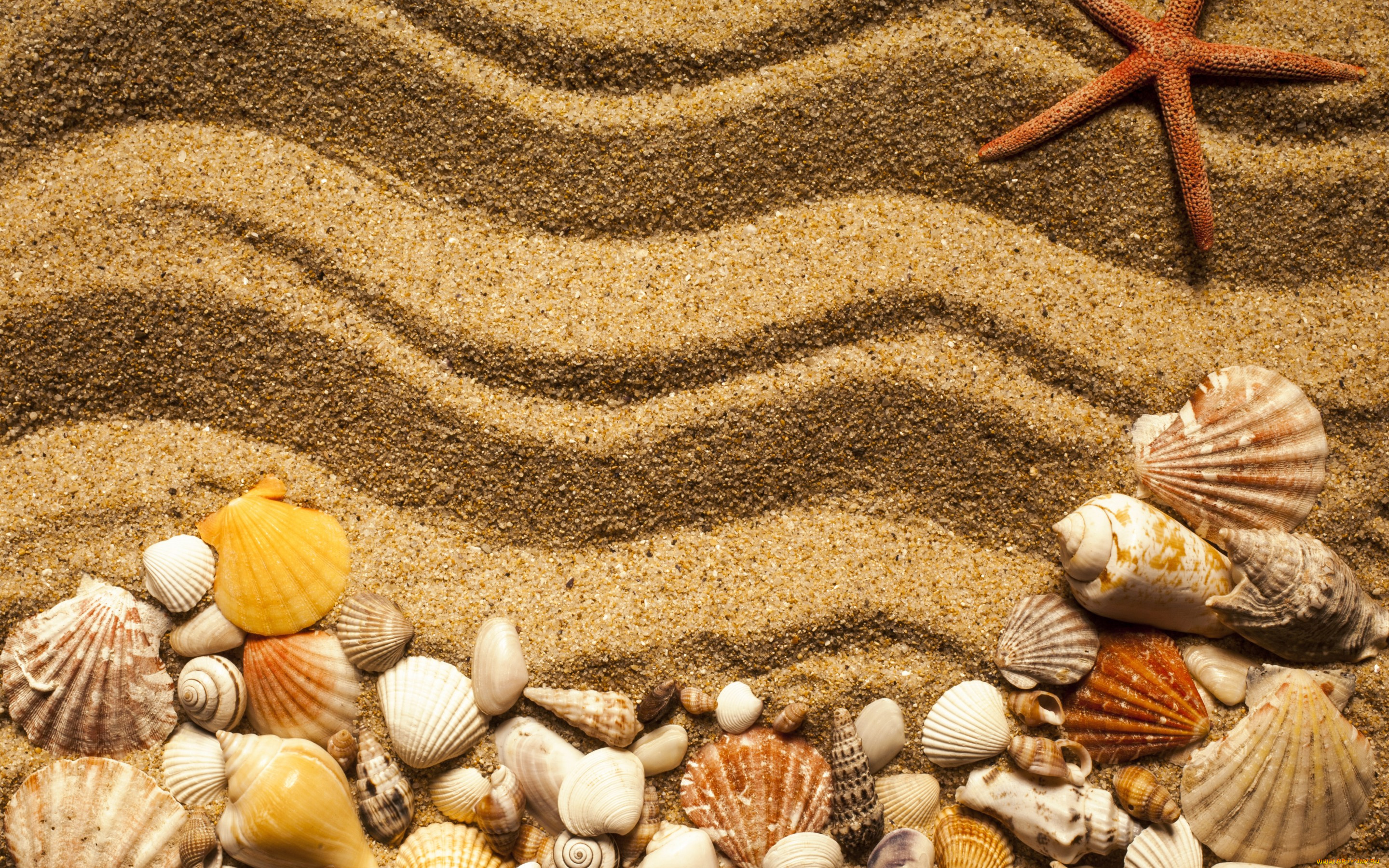 разное, ракушки, , кораллы, , декоративные, и, spa-камни, marine, beach, песок, starfish, seashells, texture, sand