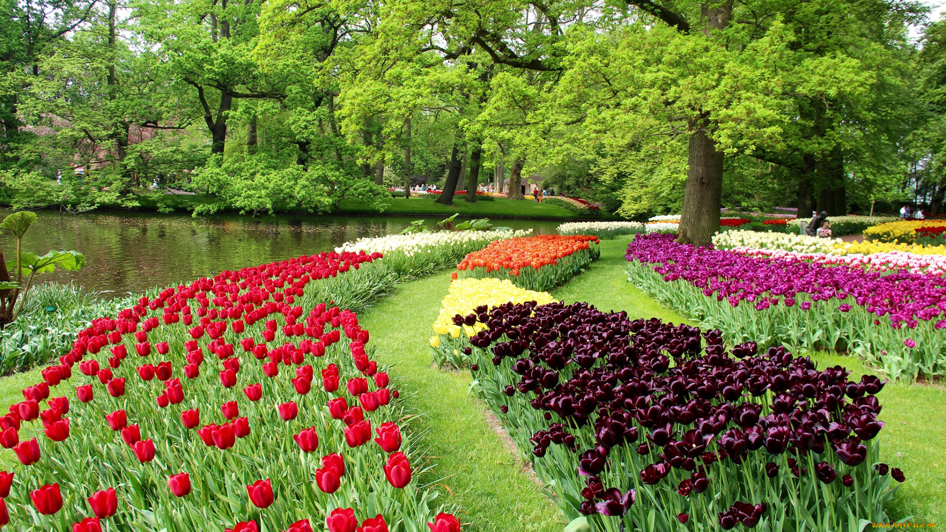 цветы, тюльпаны, парк