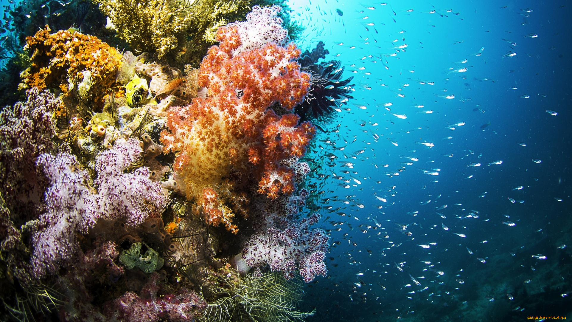 природа, морские, глубины, рыбы, море, дно, кораллы