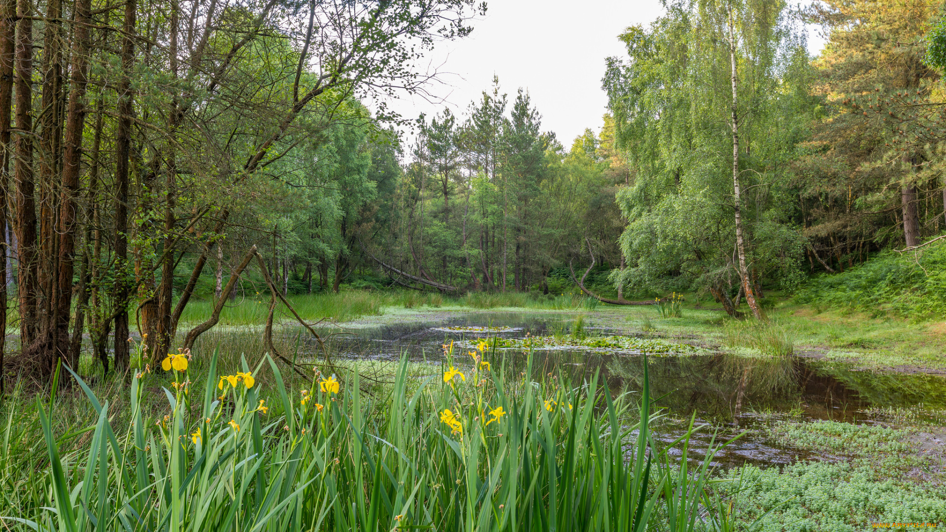 природа, реки, озера, простор