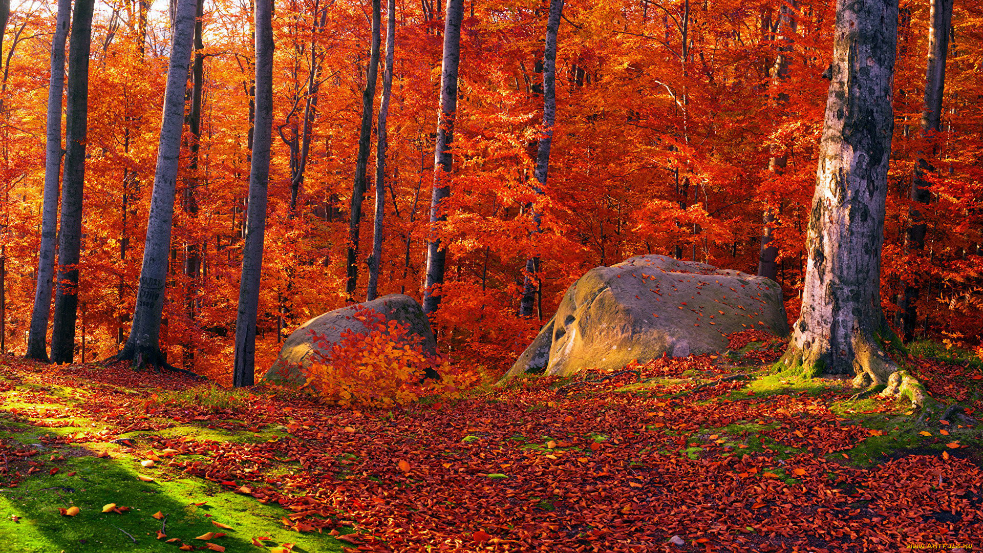 природа, лес, камни, листья, осень