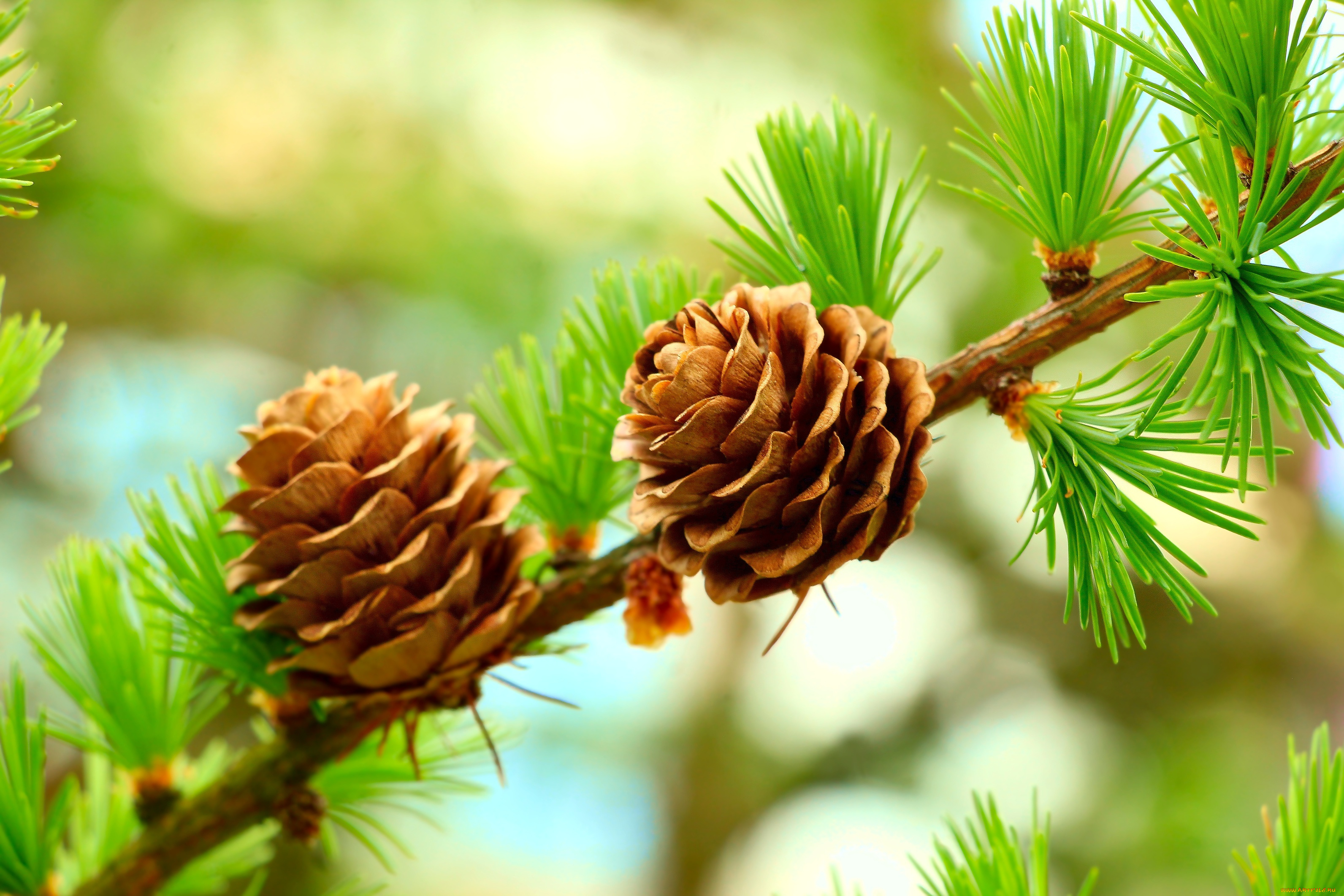 природа, шишки, , жёлуди, , каштаны, forest, tree, cones, pine