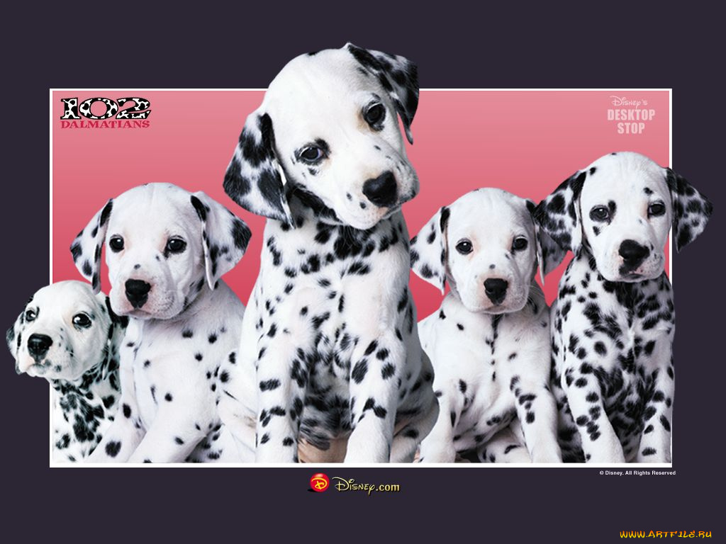 мультфильмы, 102, dalmatians