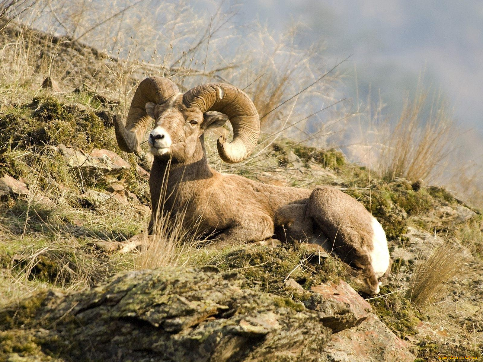 rocky, mountain, bighorn, sheep, montana, животные, овцы, бараны