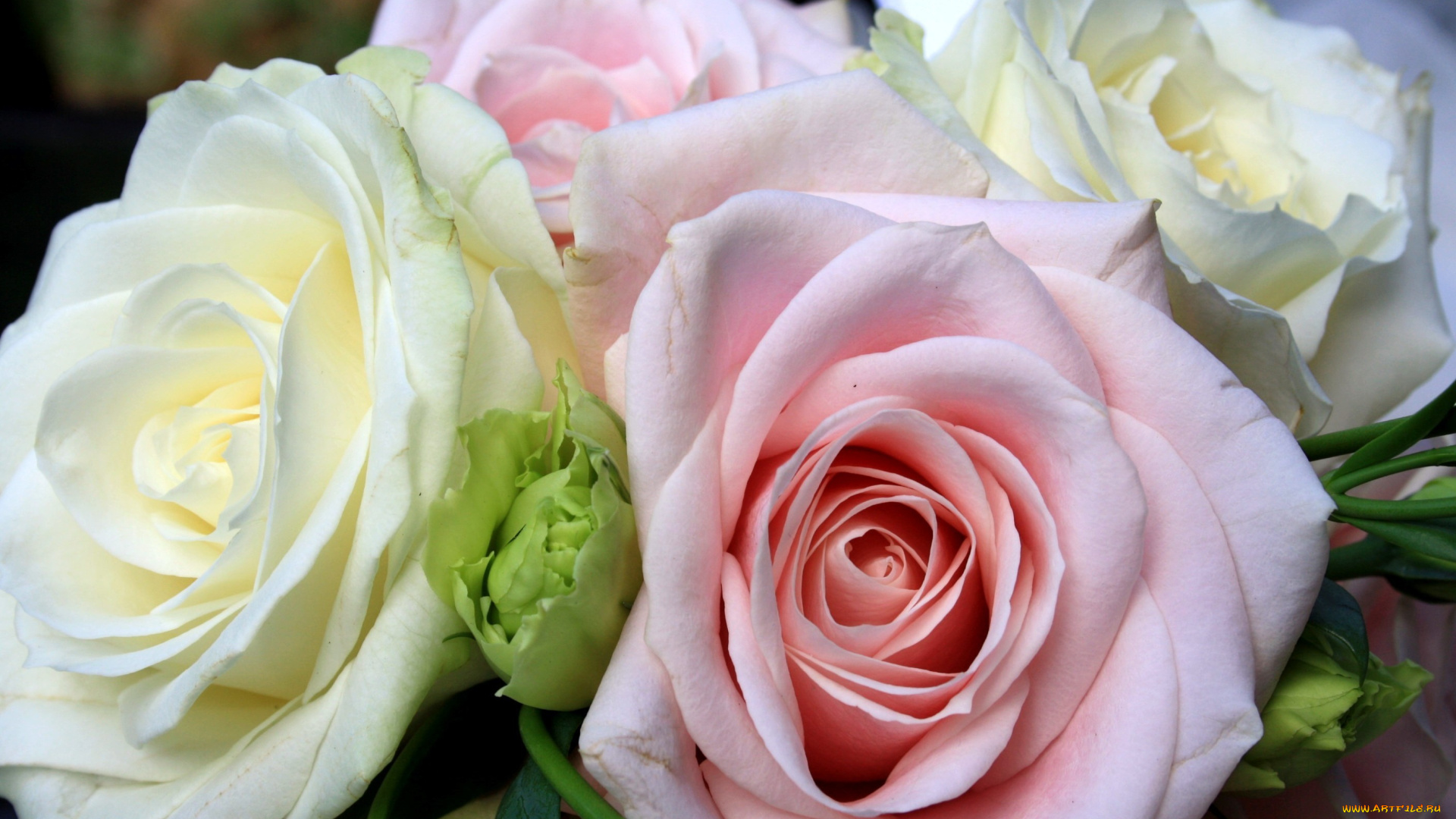 цветы, розы, белый, розовый