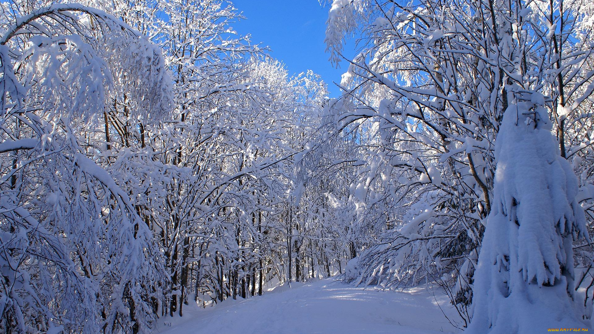 природа, зима, деревья, лес, снег