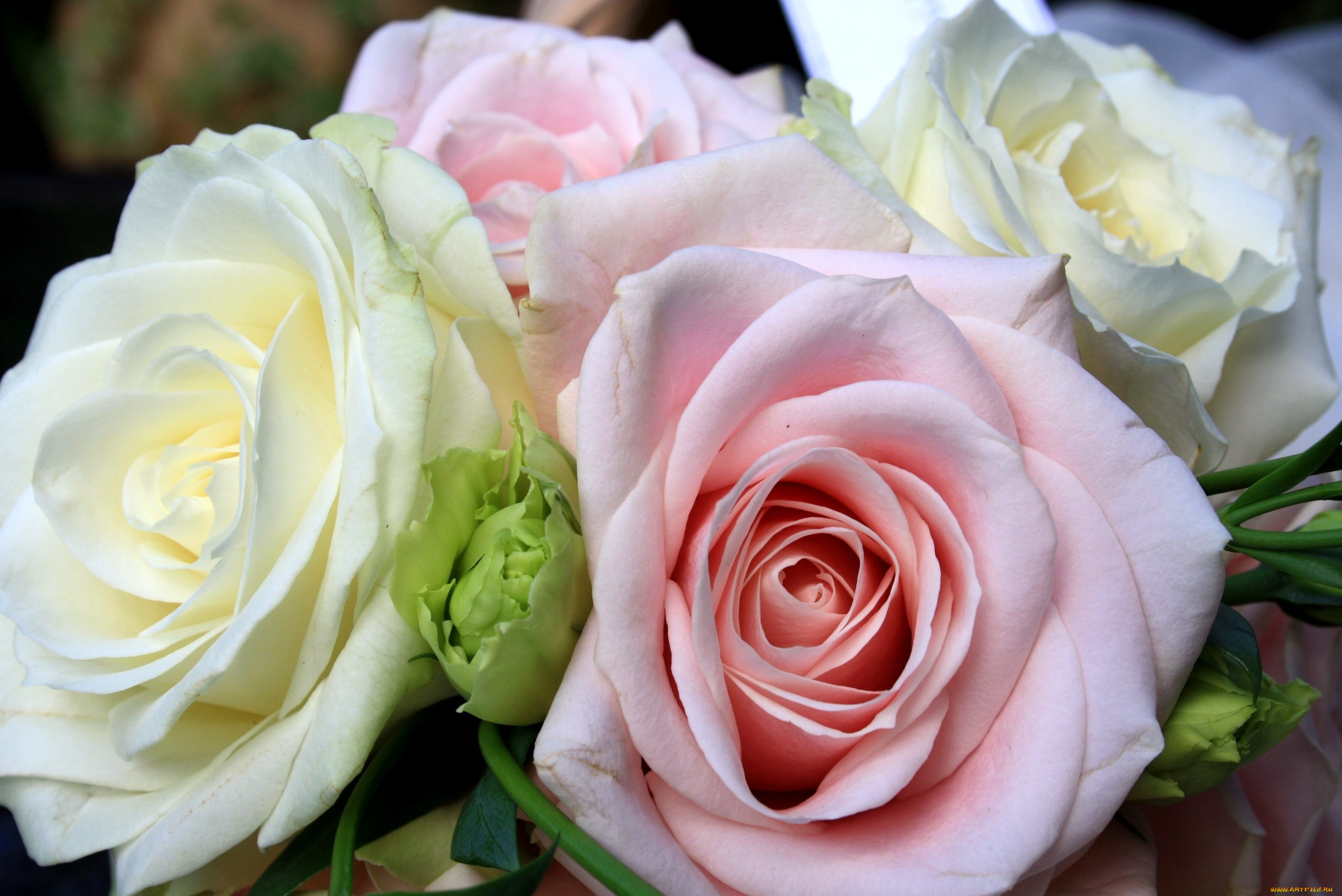 цветы, розы, белый, розовый