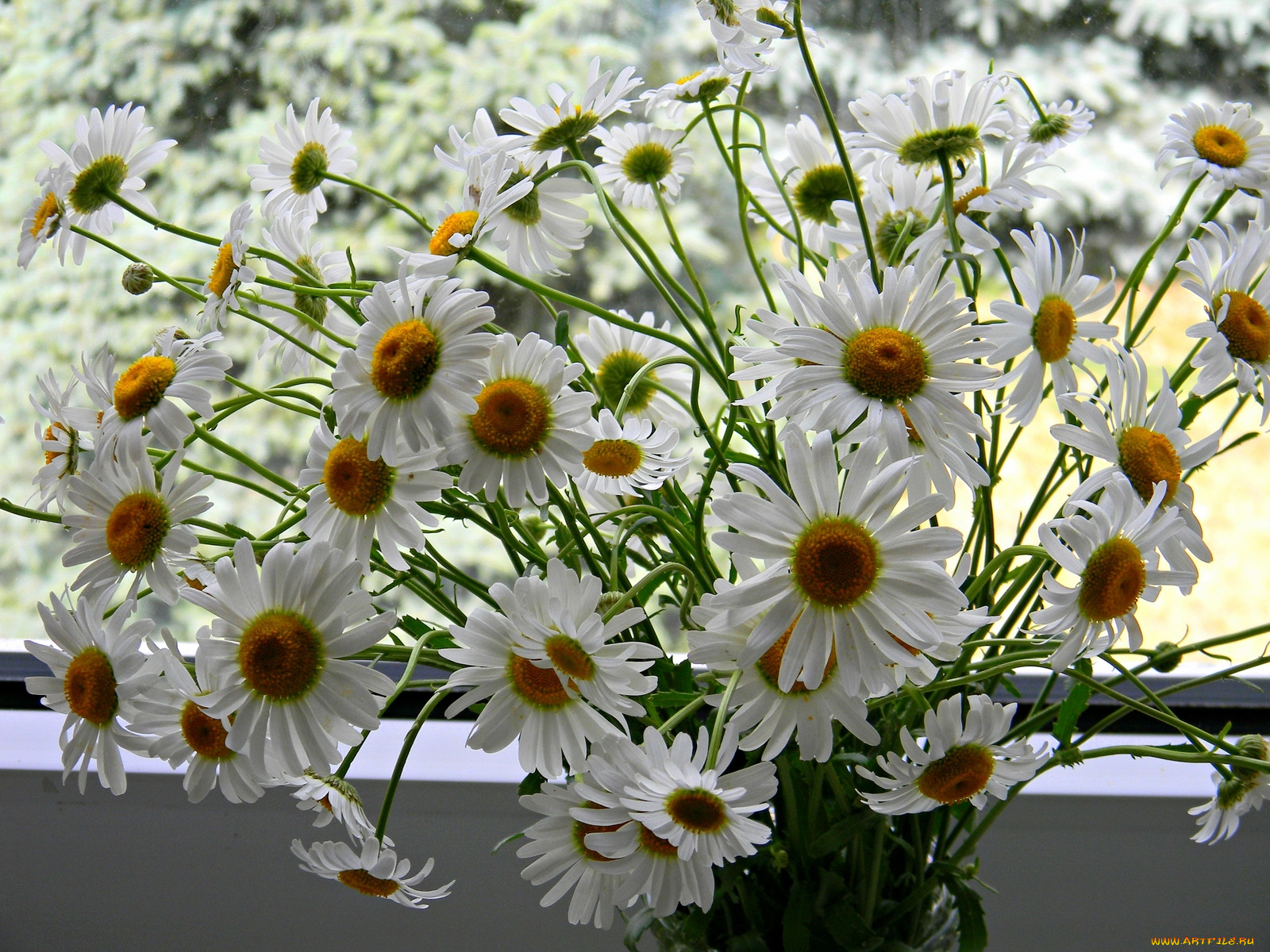 цветы, ромашки, белый