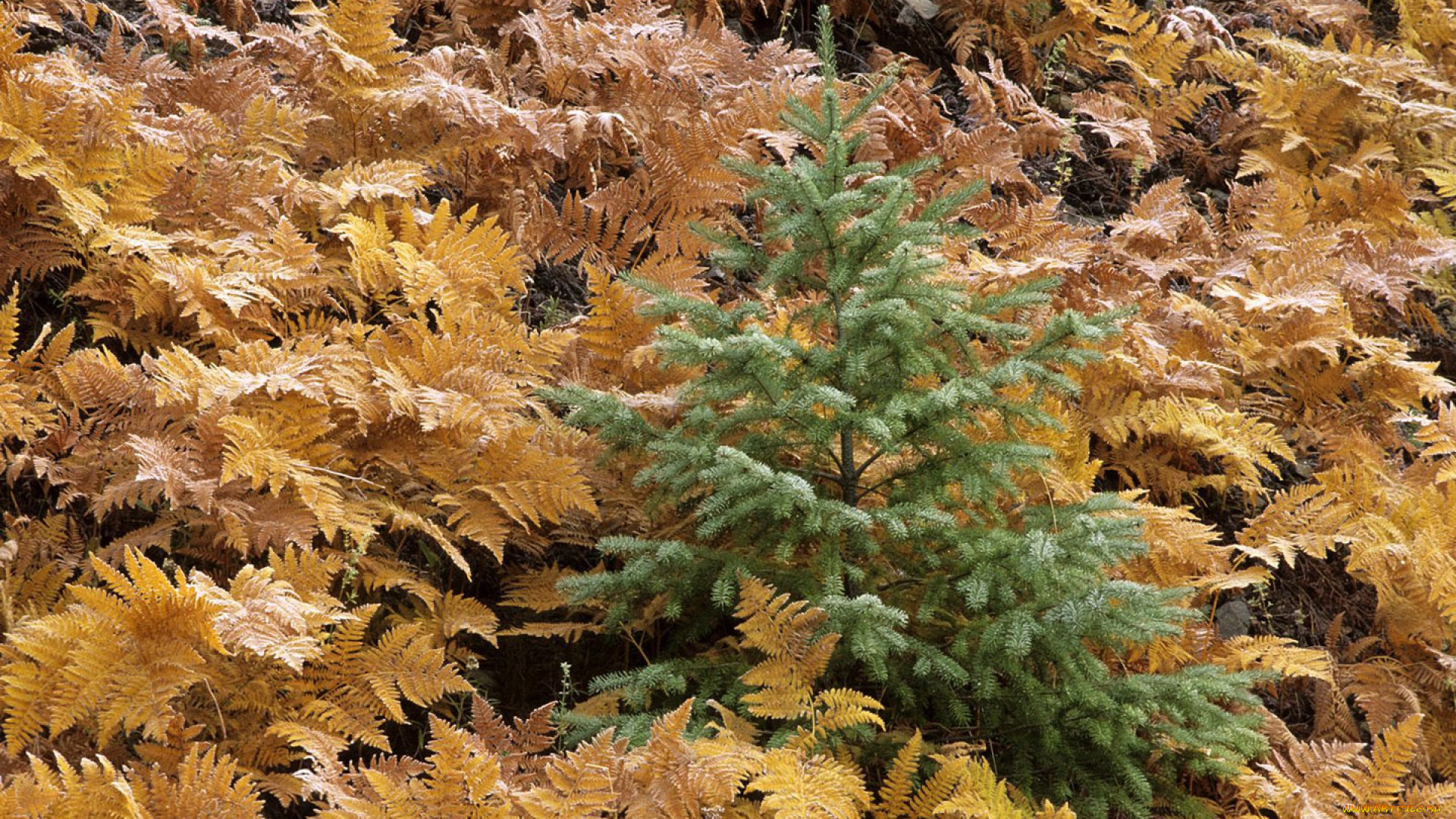 hidden, pine, tree, природа, листья, листва, папоротники, желтая, ель