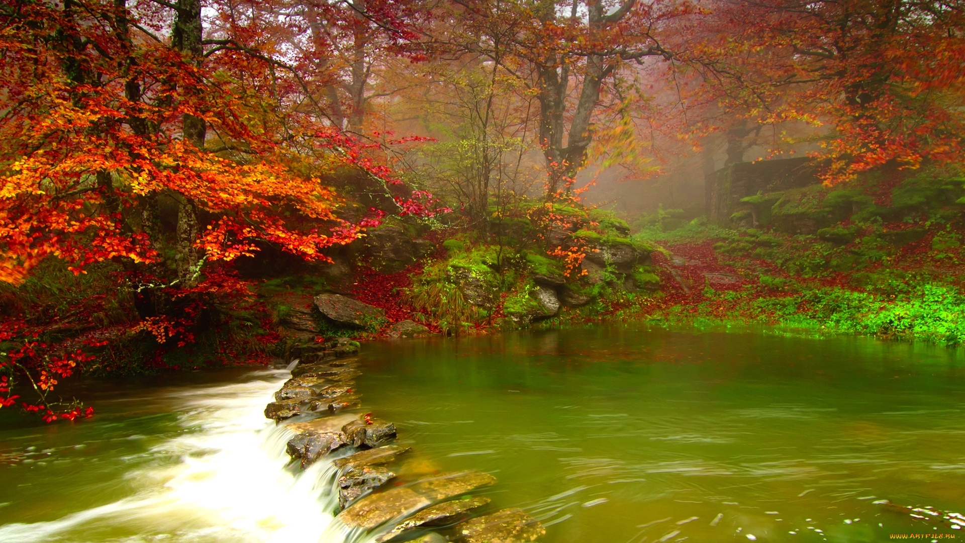 misty, forest, river, природа, реки, озера, река, лес, осень