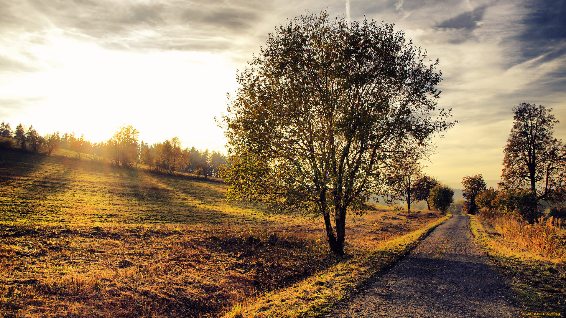 morning, autumn, country, road, природа, дороги, поле, дорога, дерево
