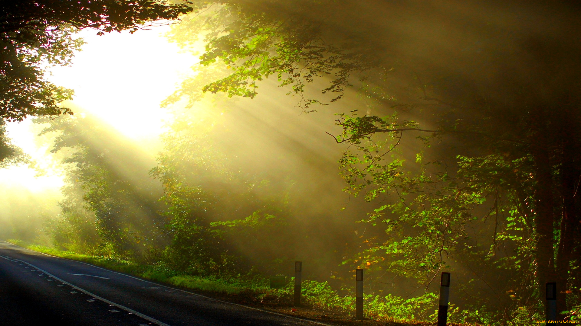morning, rays, of, sun, природа, дороги, лес, шоссе, свет, туман