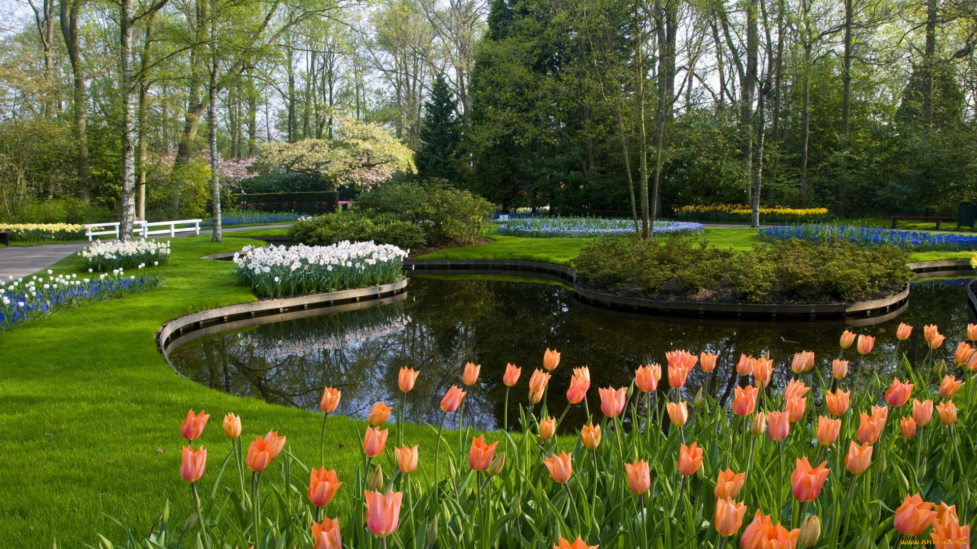 природа, парк, национальный, keukenhof, lisse, netherlands