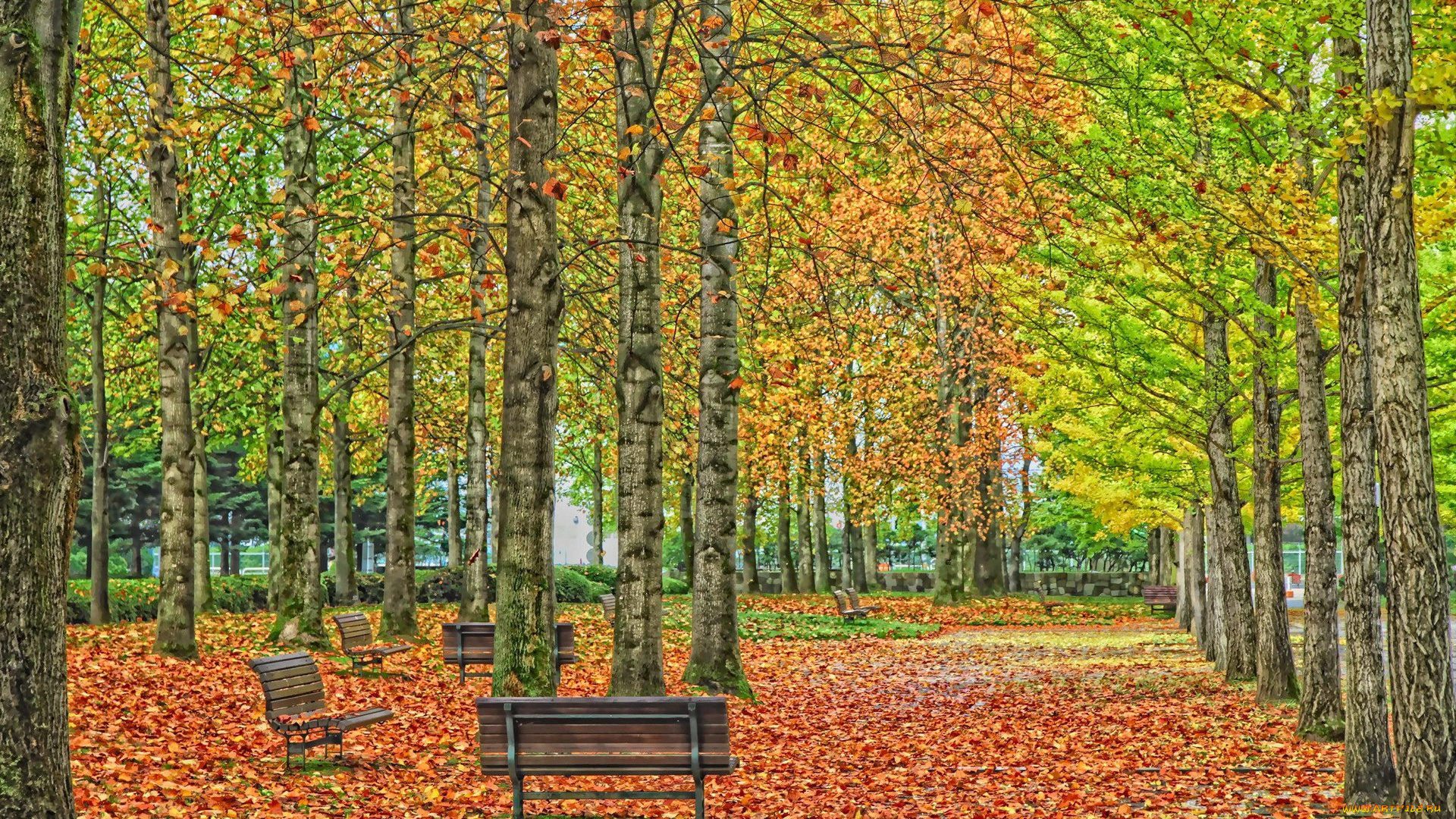 природа, парк, скамейки, осень, деревья