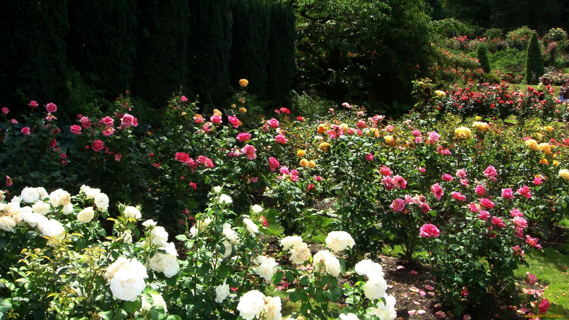 природа, парк, вашингтон, portland, s, international, rose, gardens