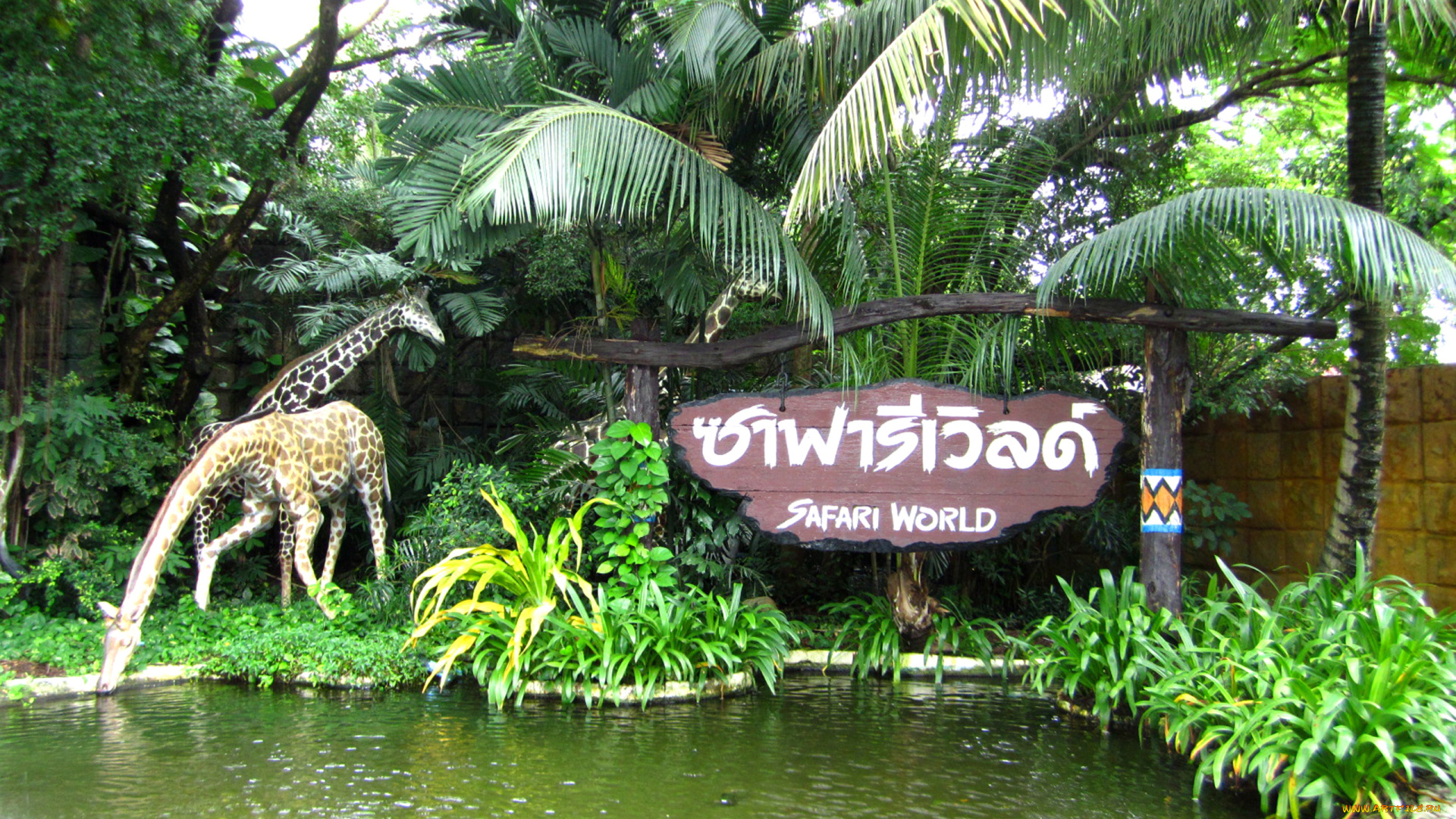 safari, world, bangkok, природа, парк, пальмы, сафари, пруд