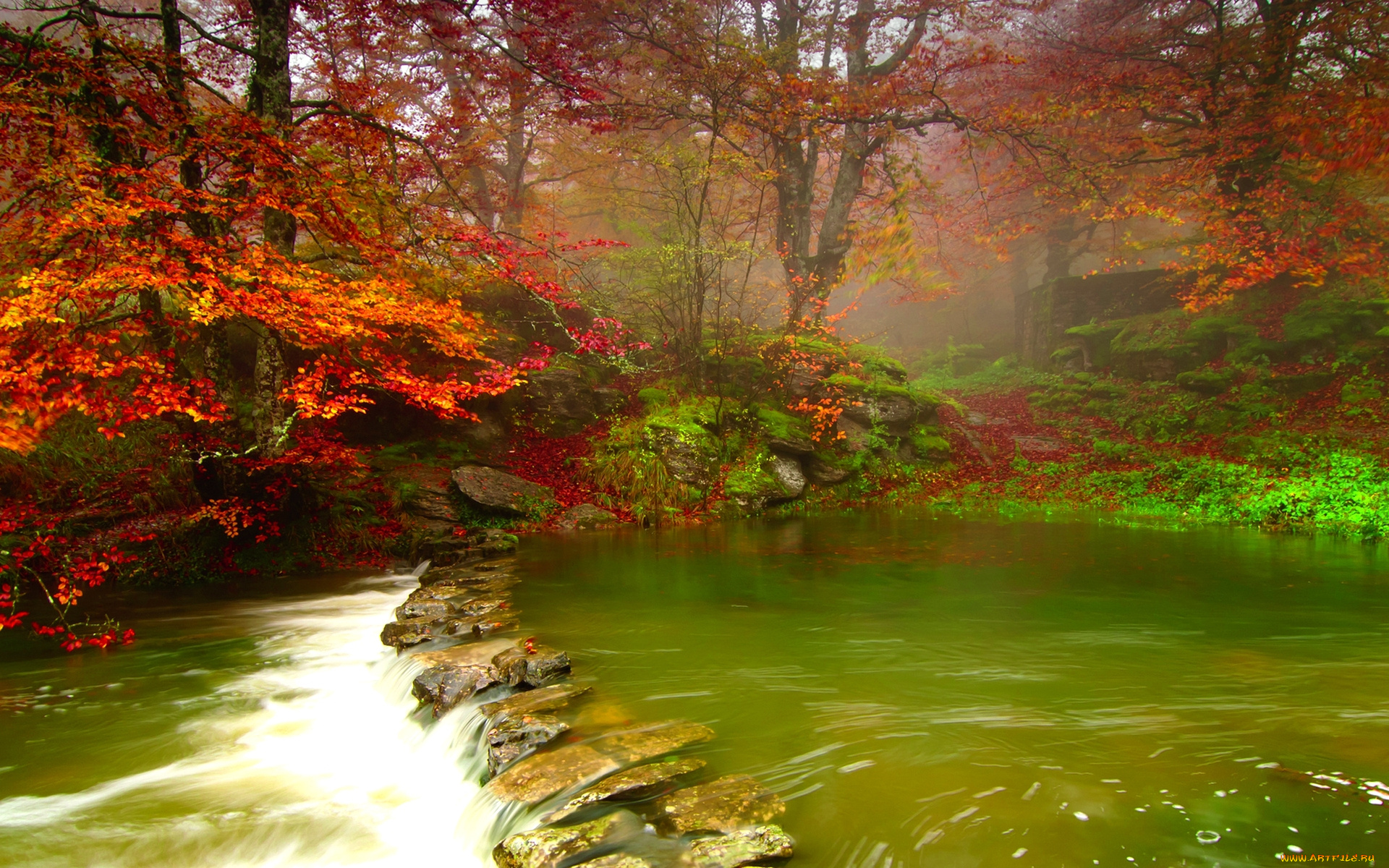 misty, forest, river, природа, реки, озера, река, лес, осень