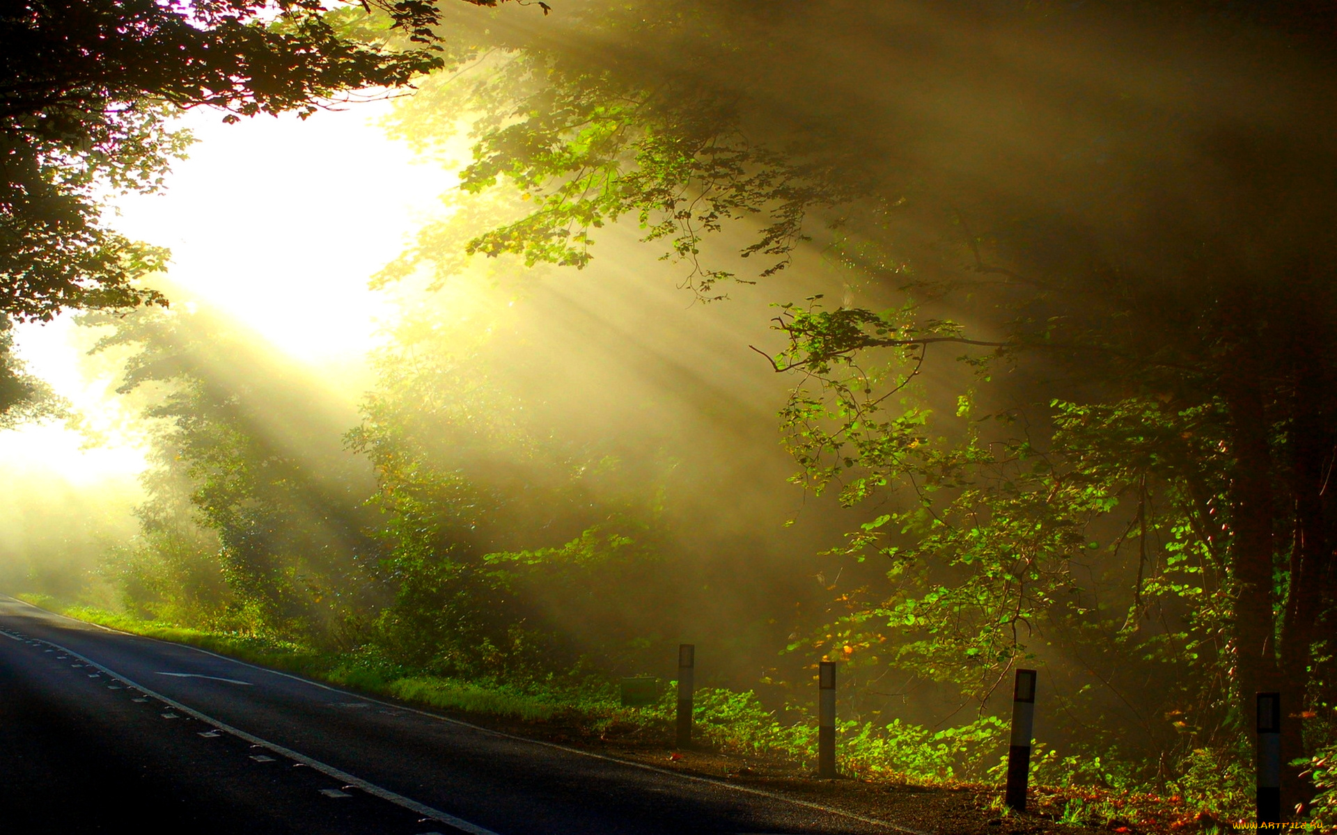 morning, rays, of, sun, природа, дороги, лес, шоссе, свет, туман