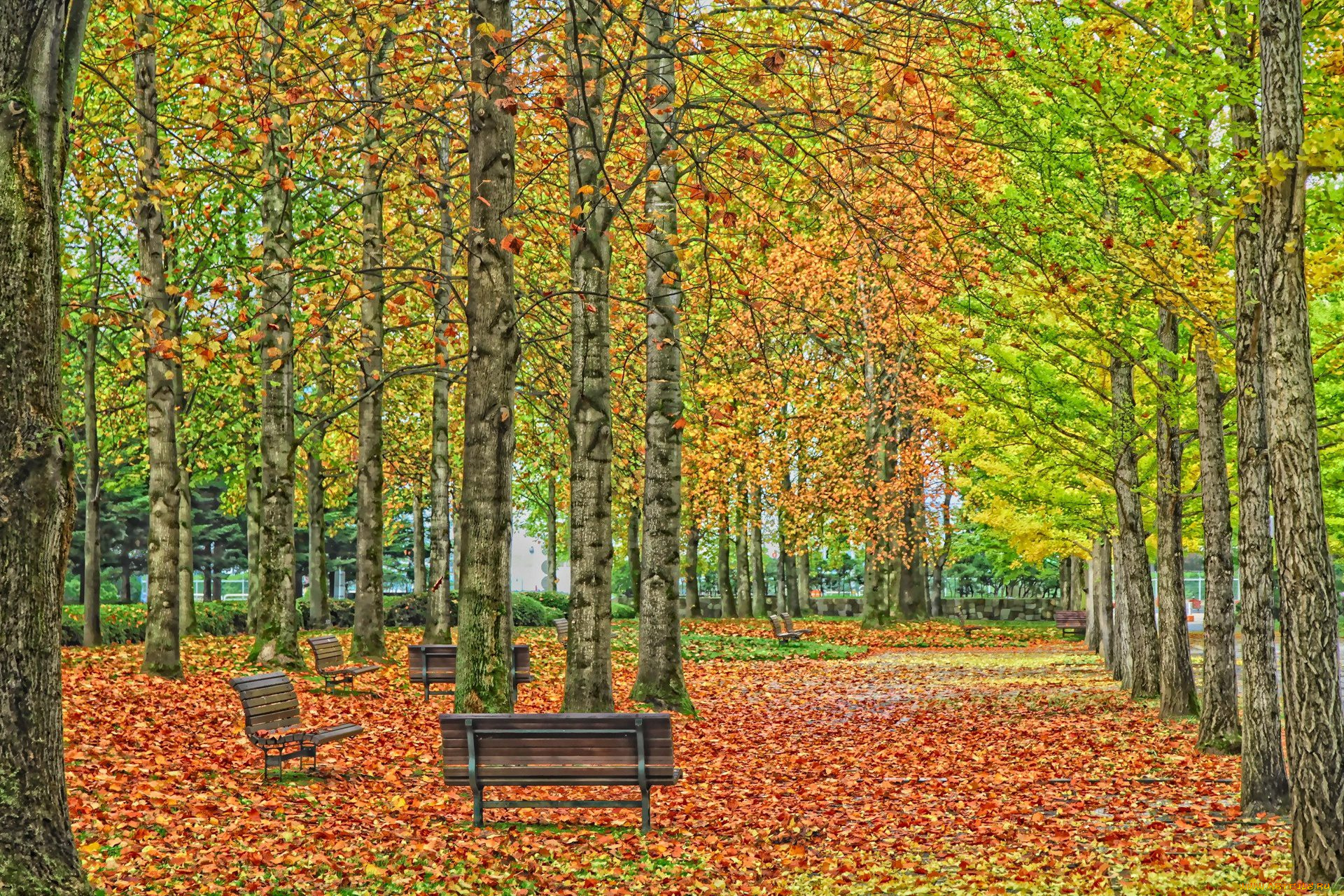 природа, парк, скамейки, осень, деревья
